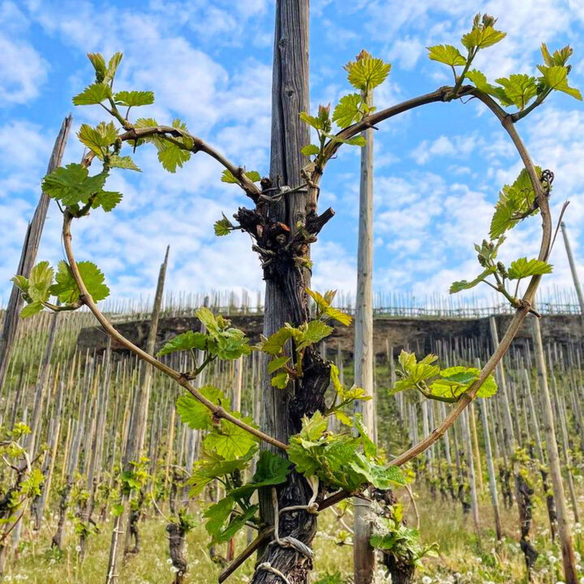 Joh Jos Prüm Vine - Kent Street Cellars