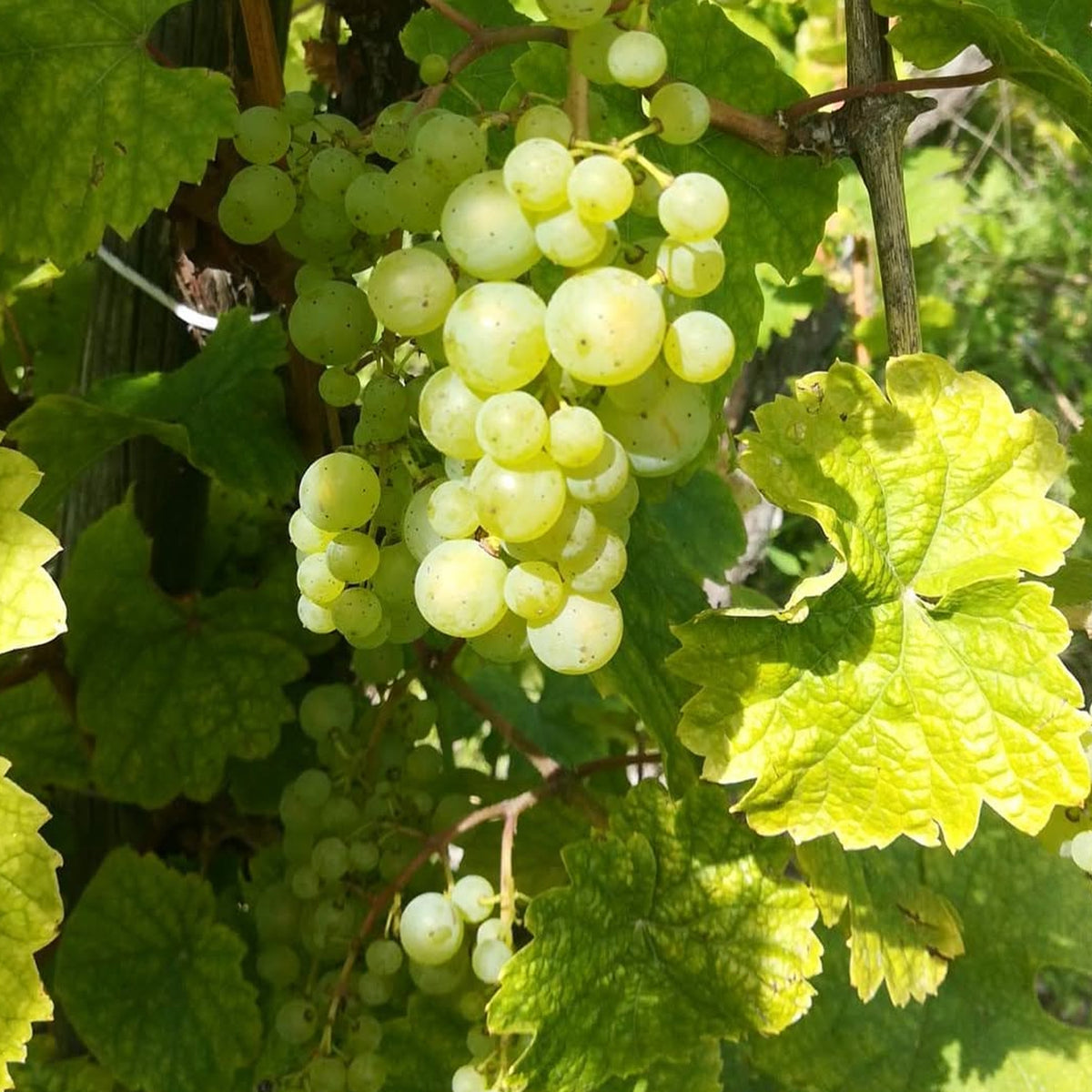 Joh Jos Prüm Zeltinger Sonnenuhr Riesling Auslese 2023