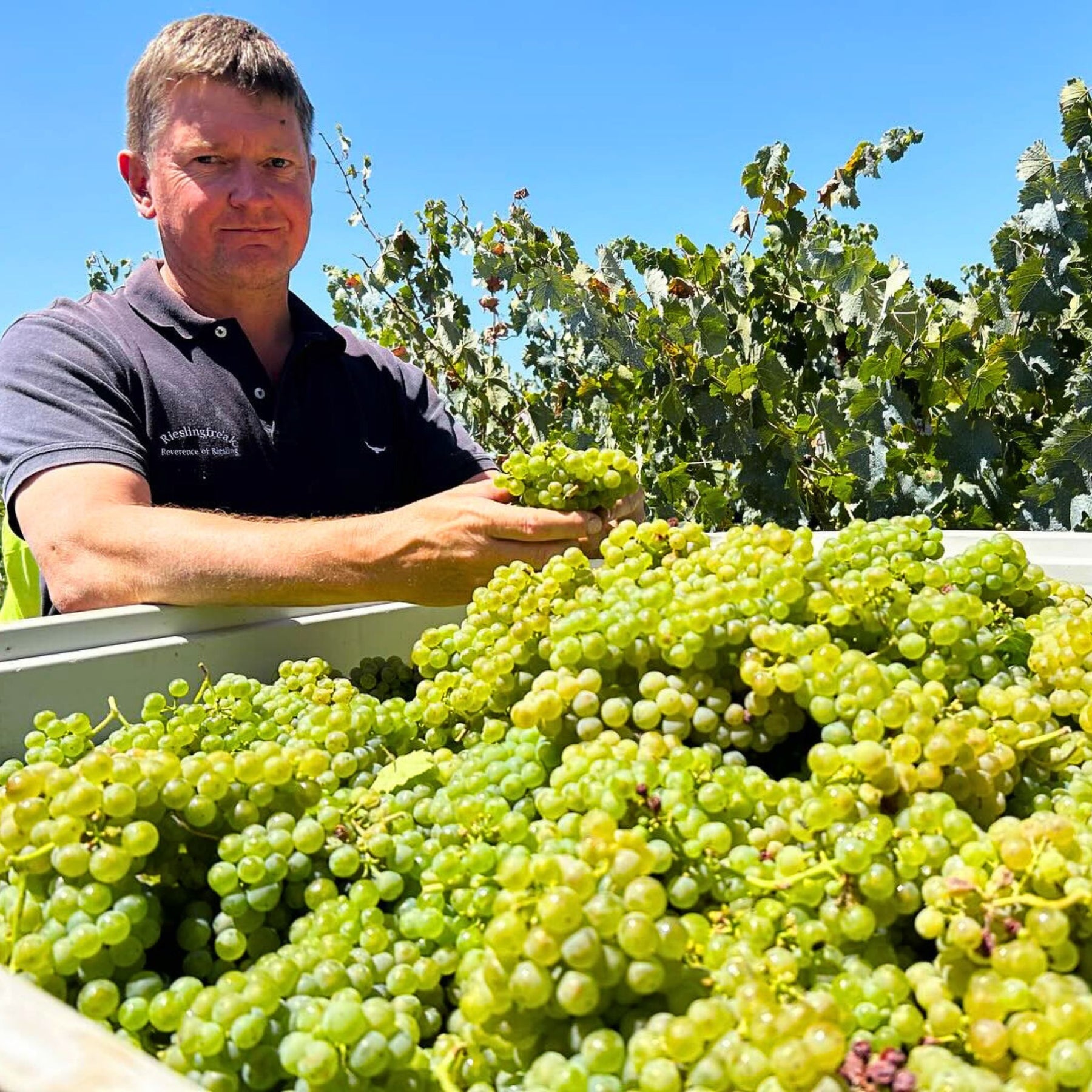 At Rieslingfreak, grapes are sourced from Clare Valley, Polish Hill River and Eden Valley. Each of these regions and specific vineyards are selected based on their own individual microclimate, the history of the vineyard and the grower’s commitment to their vineyards. - Kent Street Cellars