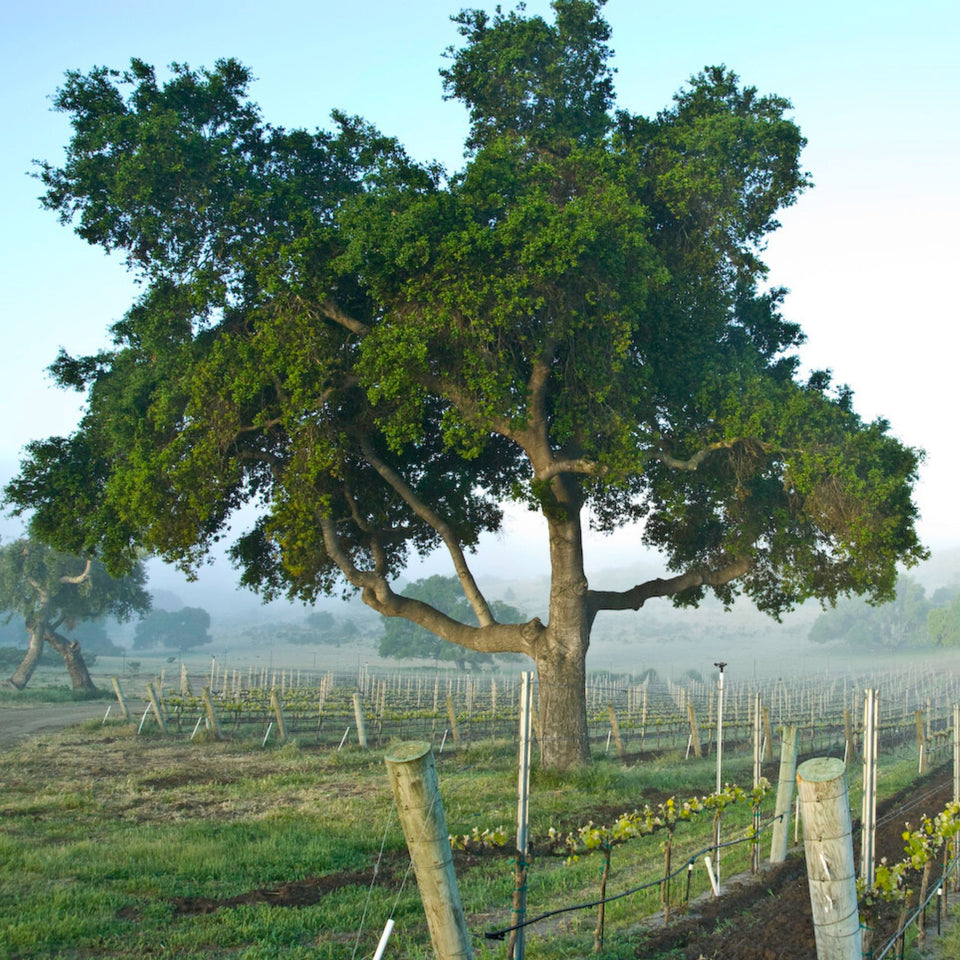 The Vineyard brand story