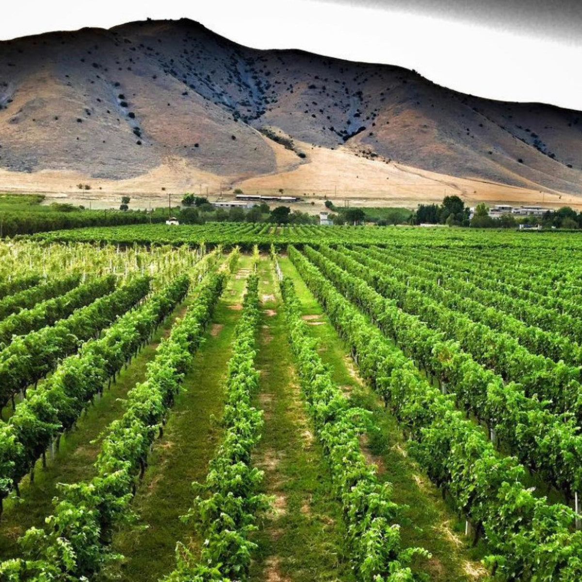 Katsaros Vineyard - Kent Street Cellars