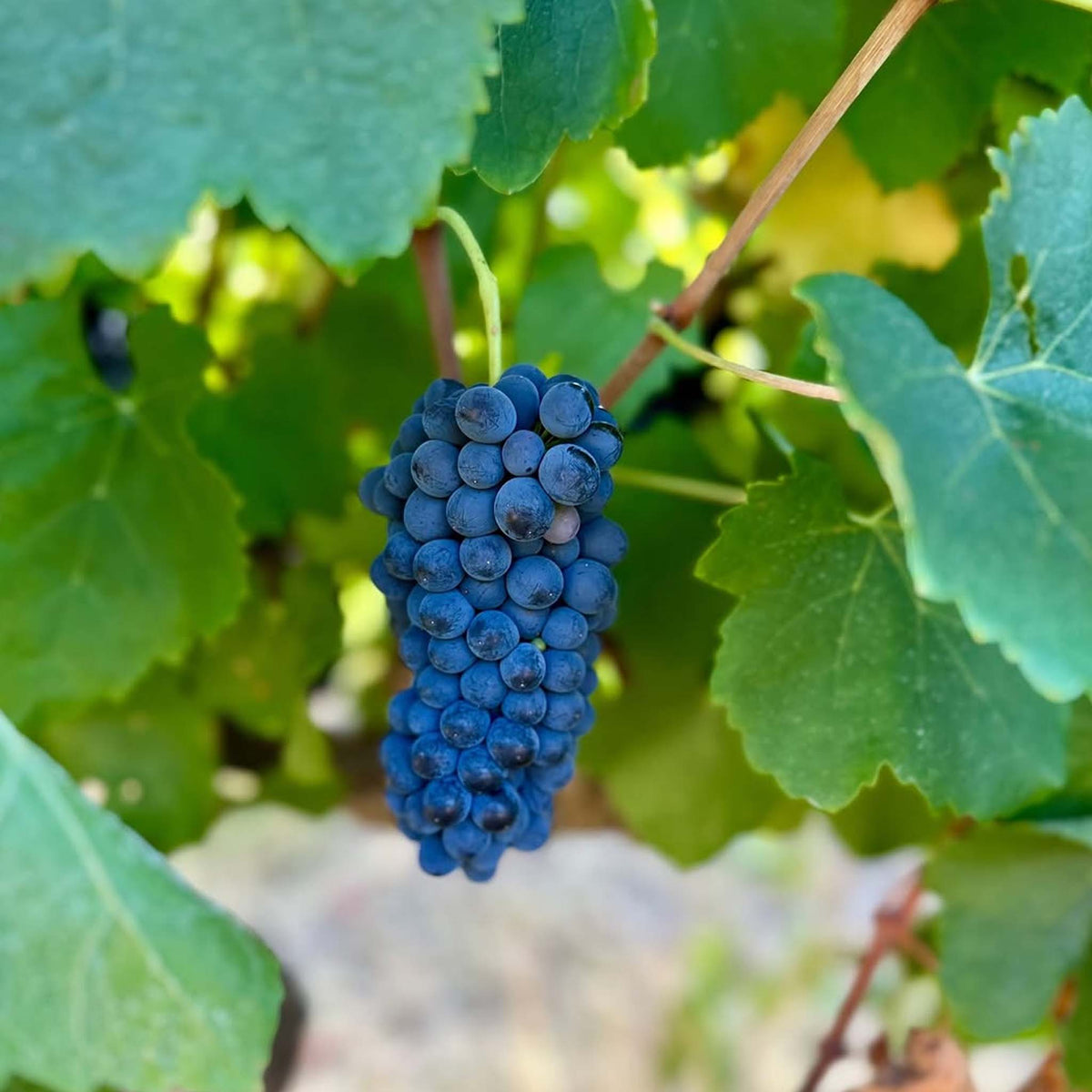 Koomilya GT Block Shiraz 2022