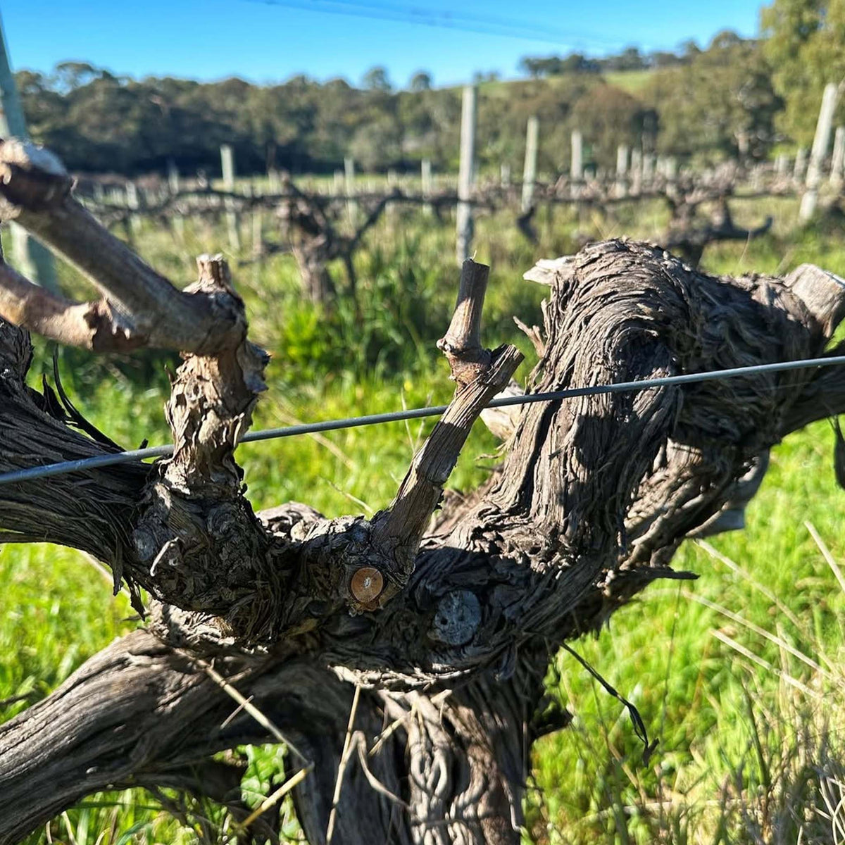 Koomilya GT Block Shiraz 2022