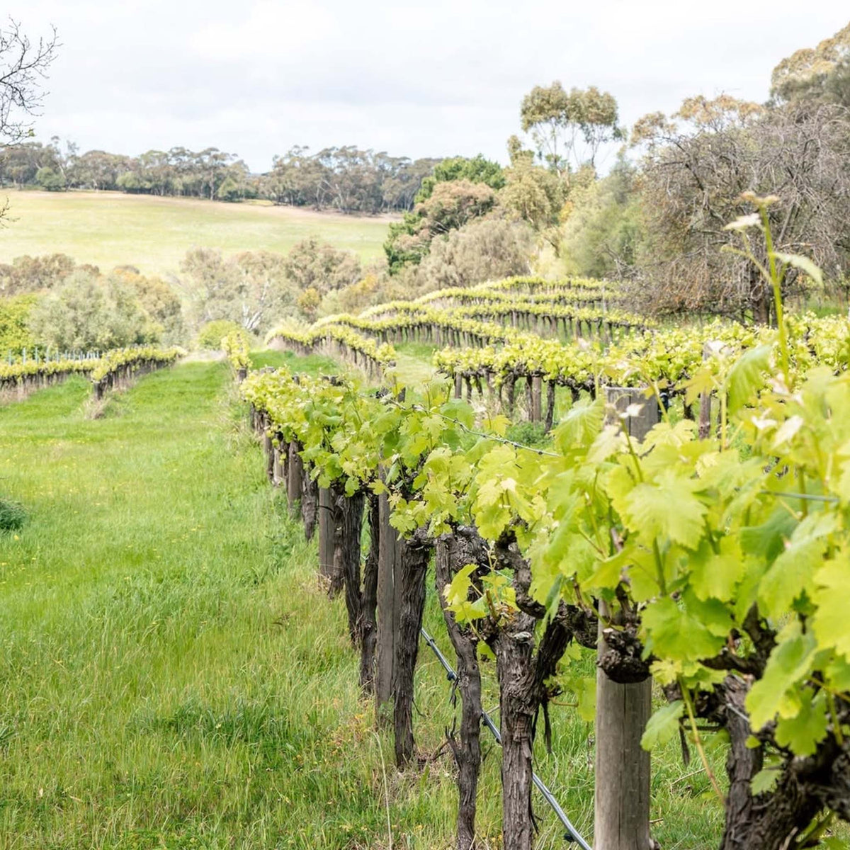 Koomilya GT Block Shiraz 2022