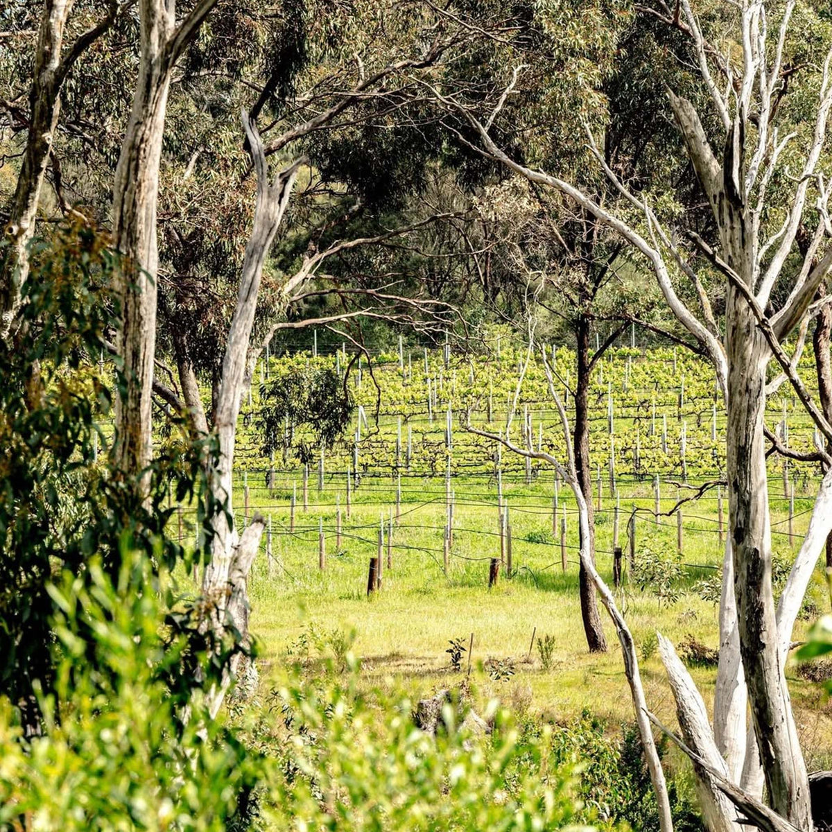 Koomilya GT Block Shiraz 2022