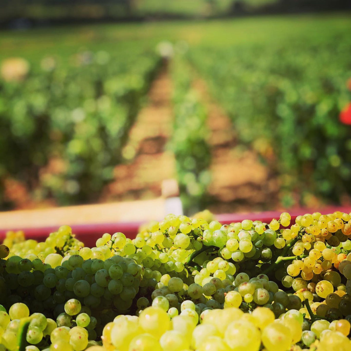 Domaine Paul Chavy Saint Romain Blanc La Perriere 2022  - Kent Street Cellars