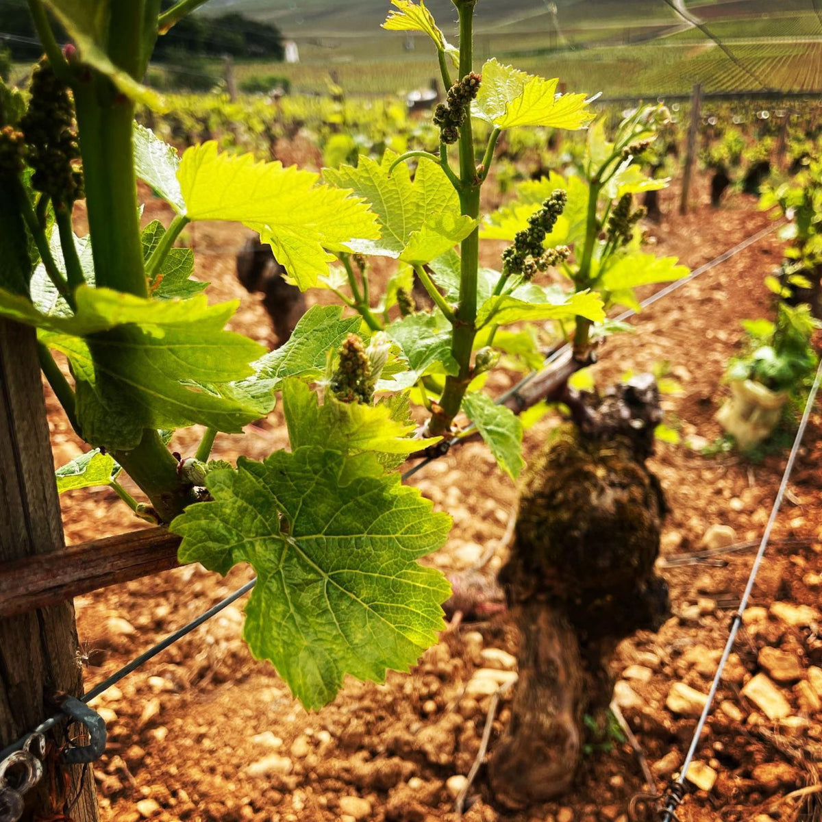 Domaine Paul Chavy Saint Romain Blanc La Perriere 2022