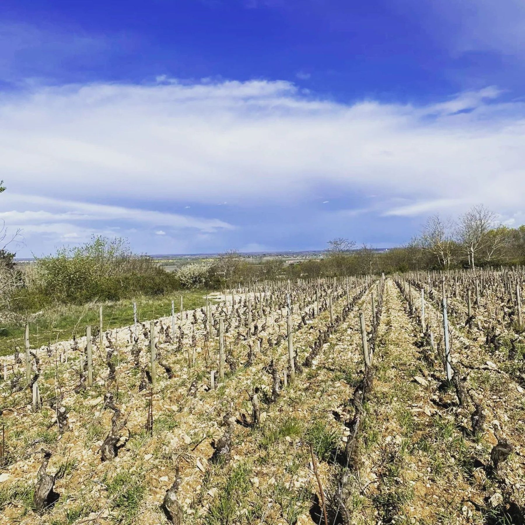Domaine Fabien Coche Meursault Les Chevalieres 2022