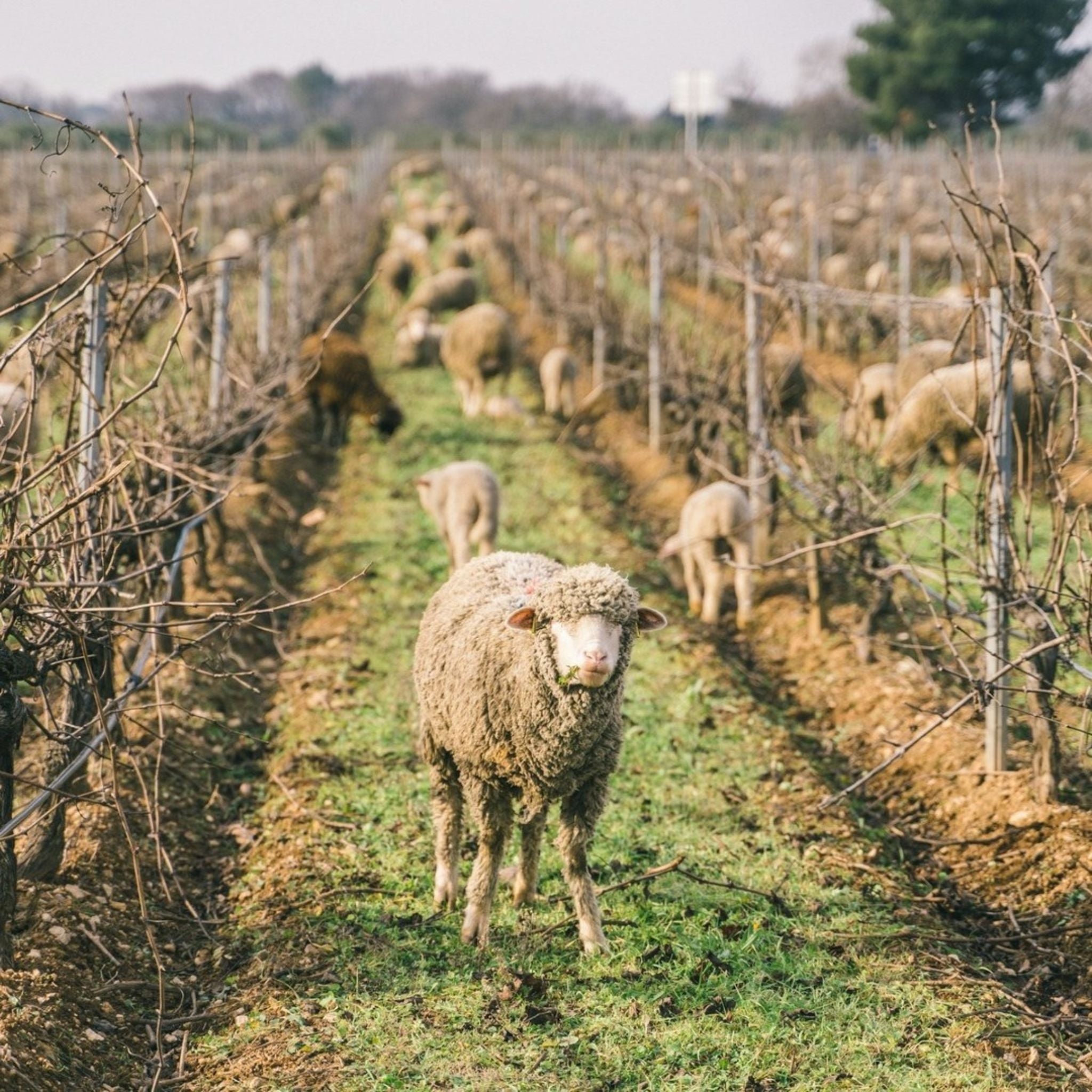 Roseblood d'Estoublon Rose 2023