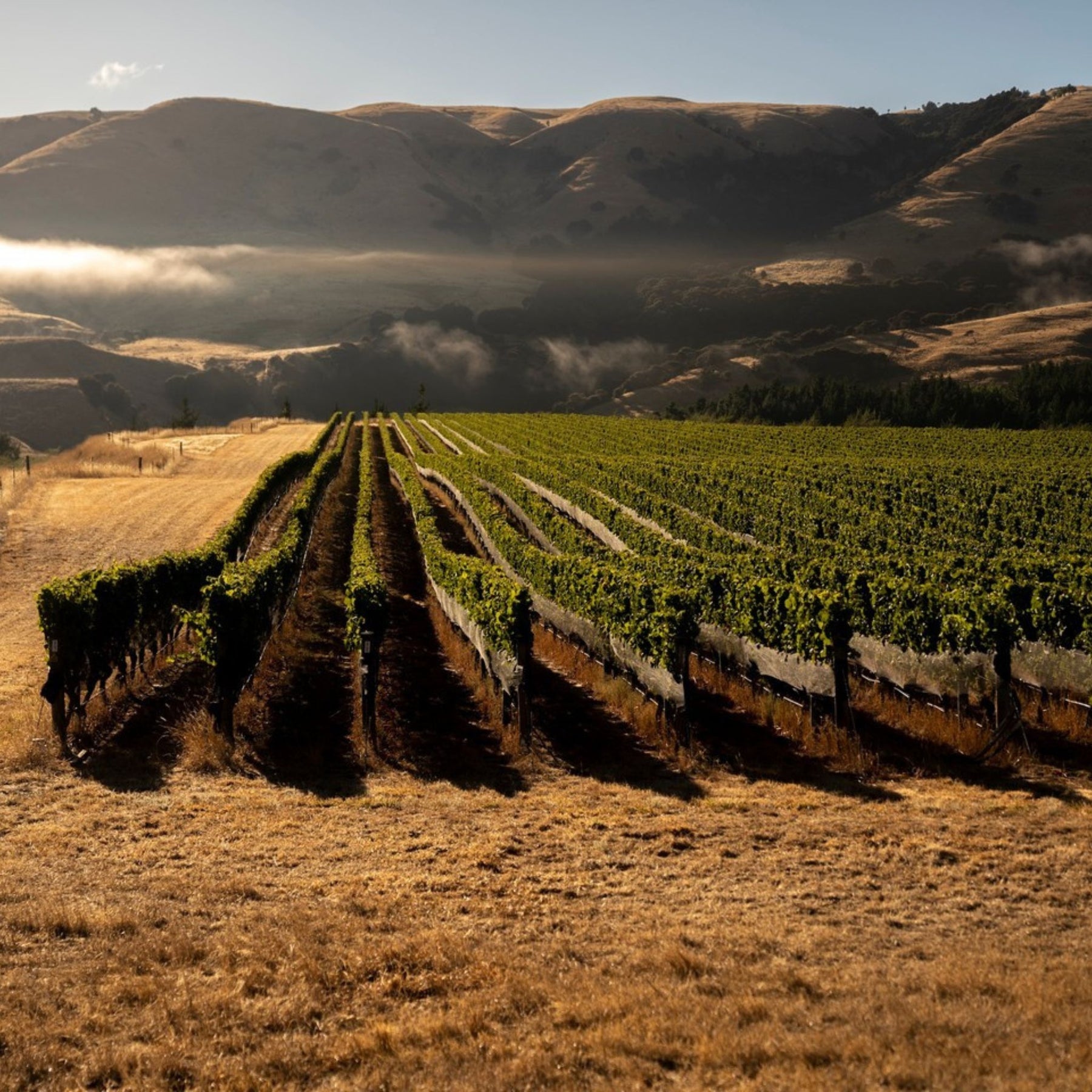 Craggy Range Hawkes Bay Rose 2025