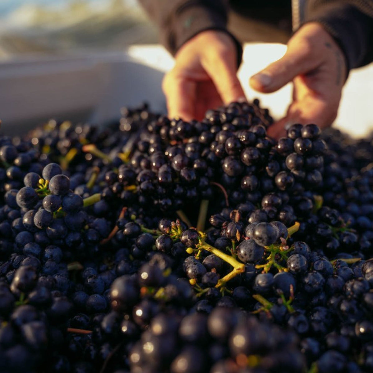 Pooley Cooinda Vale Pinot Noir 2023