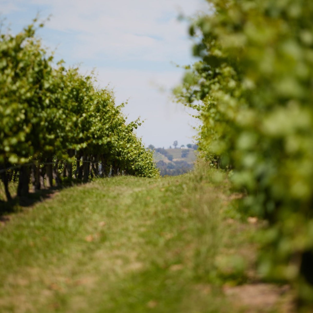 Sticks Pinot Grigio 2025