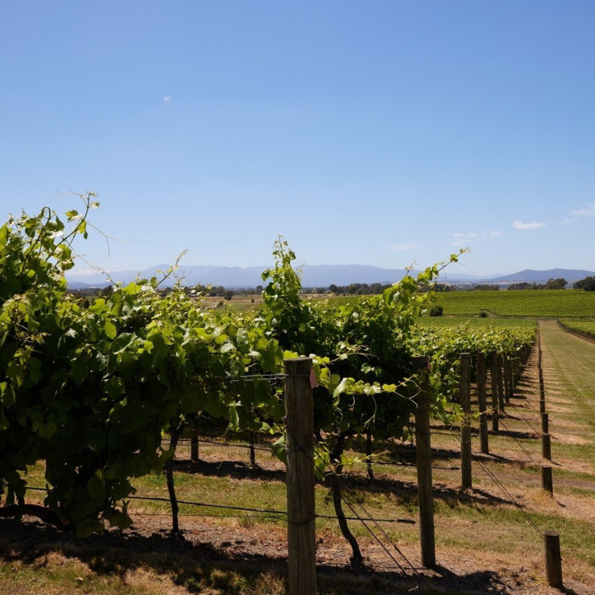 Sticks Pinot Grigio 2025