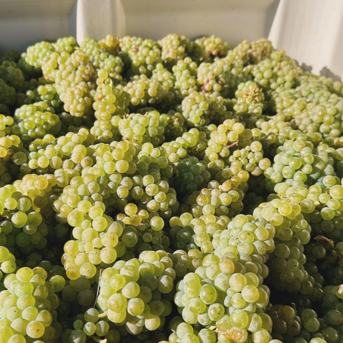 Grosset Polish Hill Riesling 2024 - Kent Street Cellars