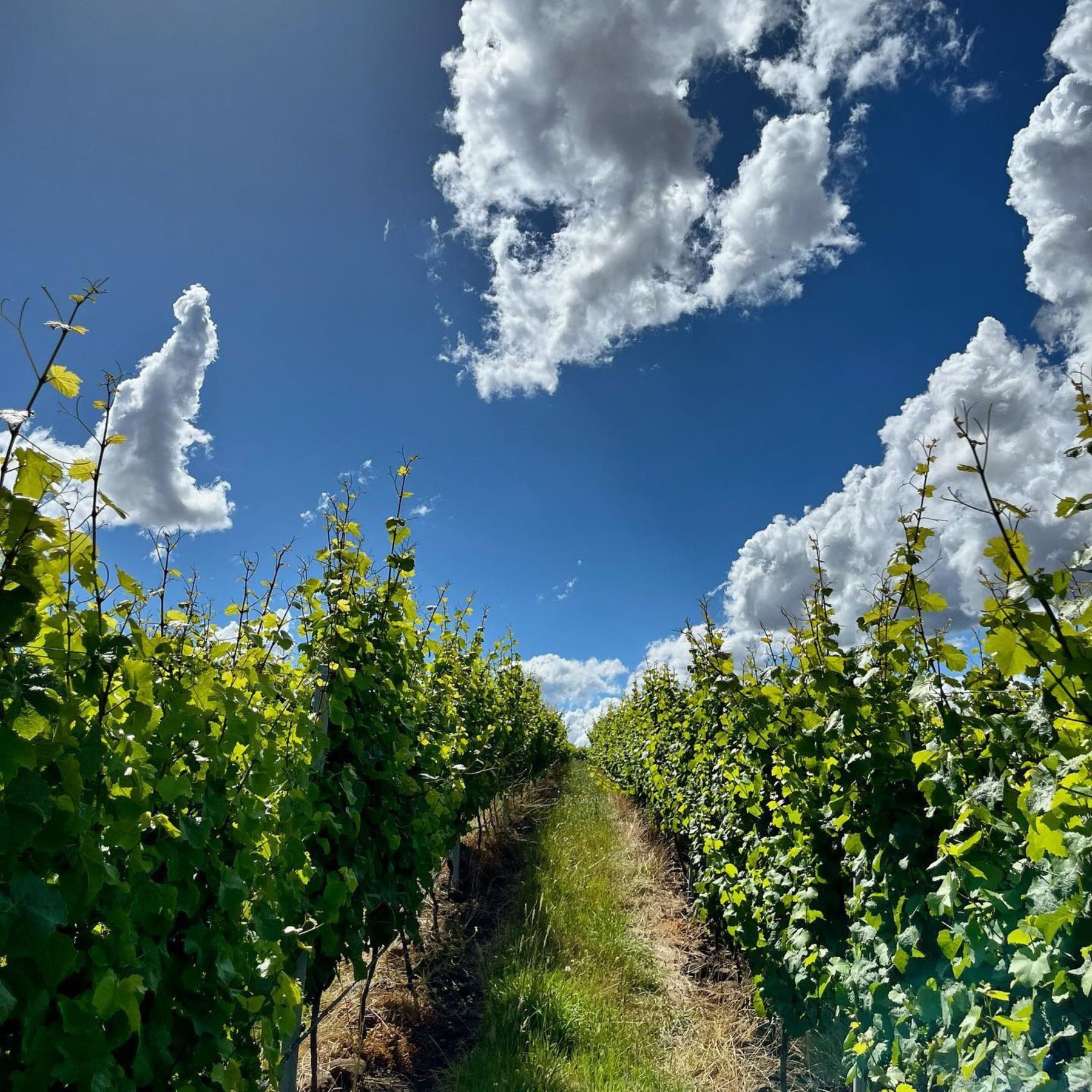 Stargazer Palisander Pinot Noir 2023 - Kent Street Cellars