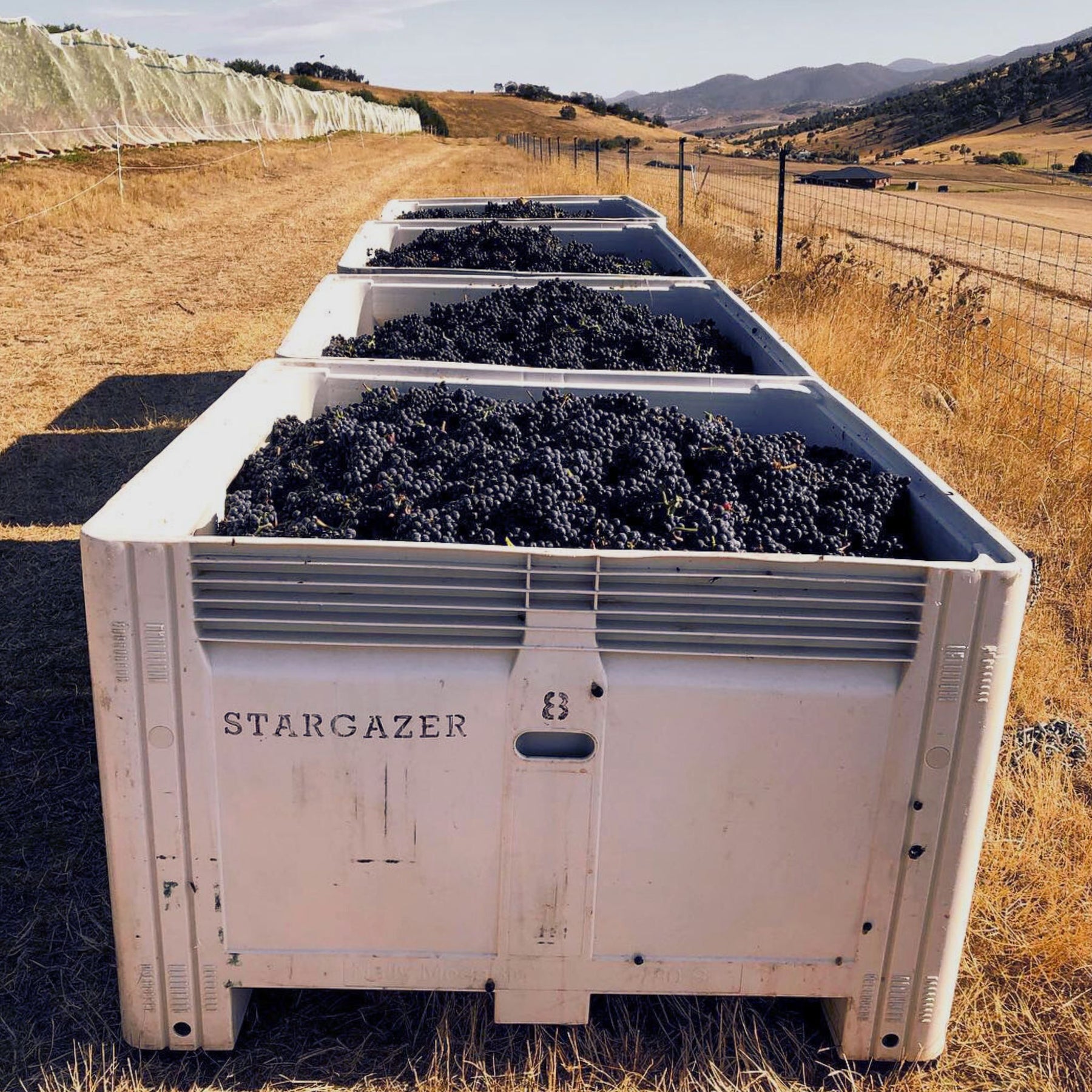 Stargazer Palisander Pinot Noir 2023 - Kent Street Cellars