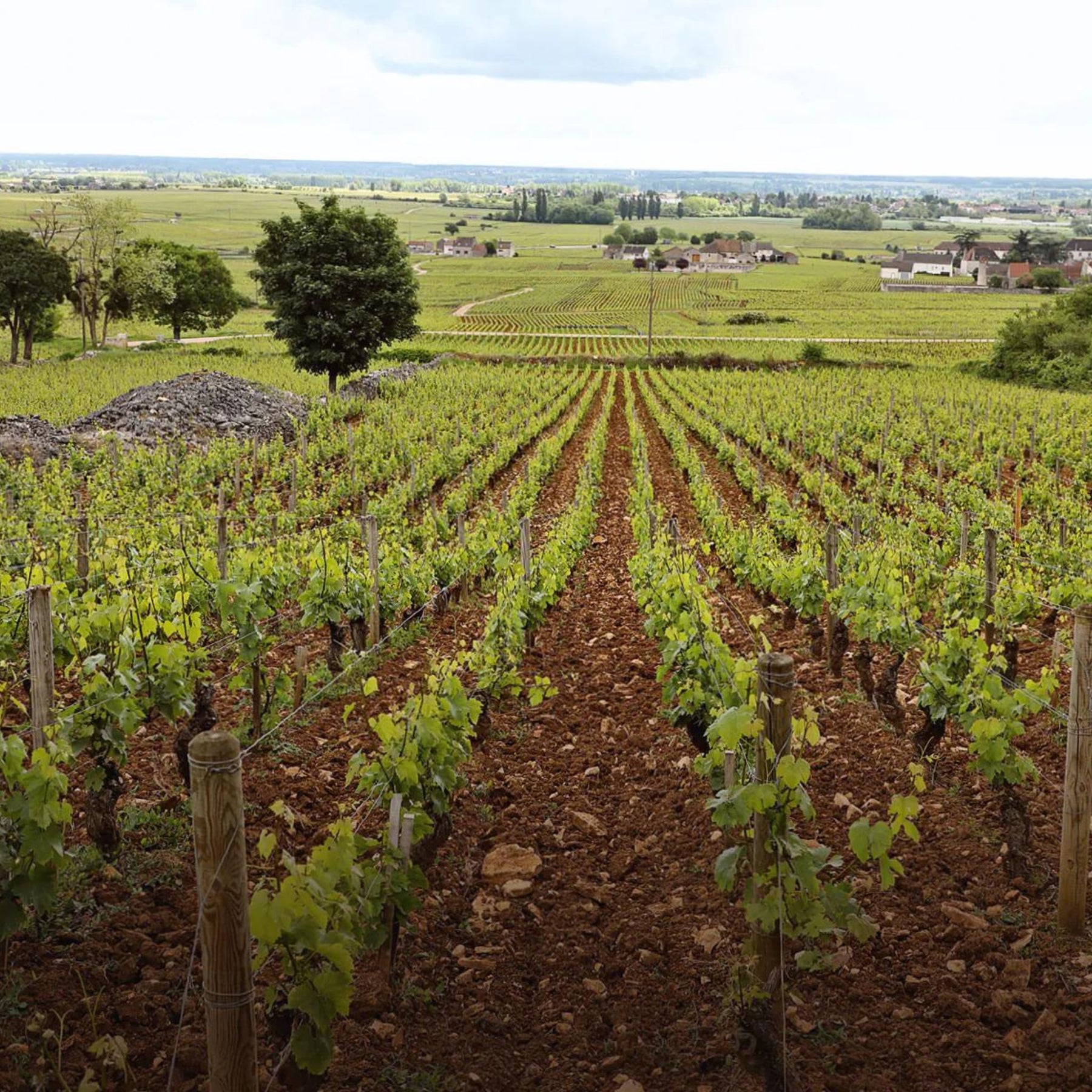 Caroline Morey Santenay La Comme 1er Cru Rouge 2022