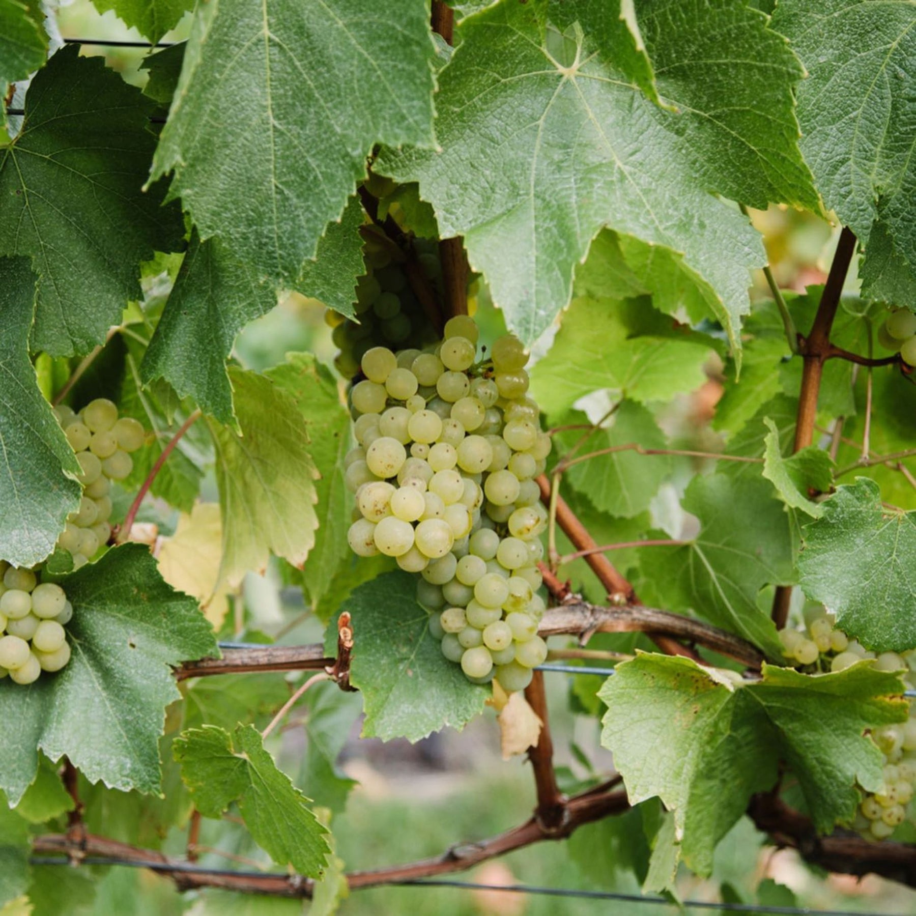 Tolpuddle Chardonnay 2023 - Kent Street Cellars