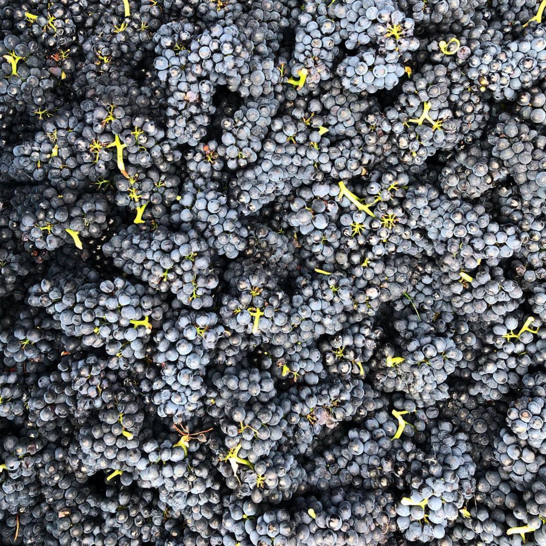 Tolpuddle Pinot Noir 2023 - Kent Street Cellars