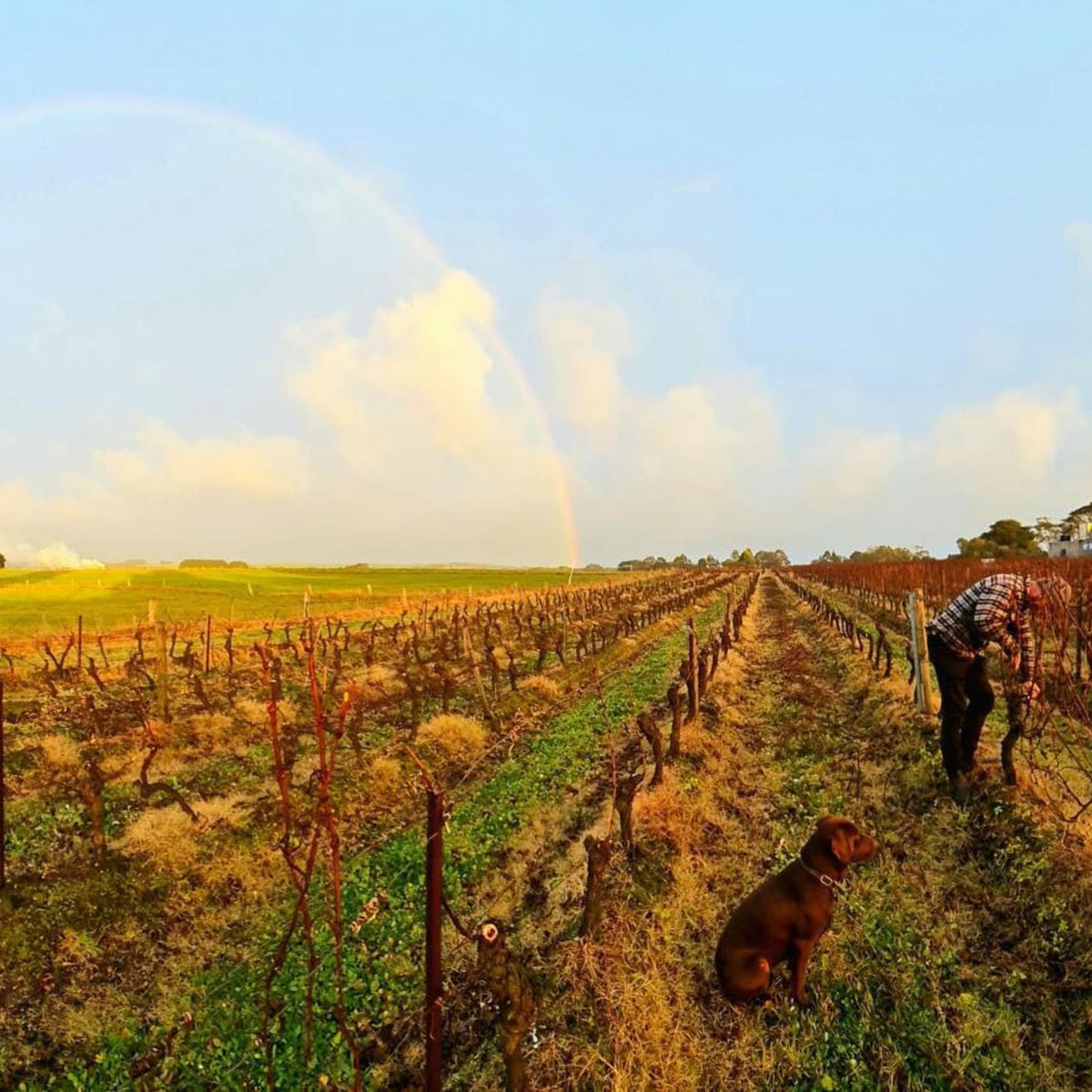 Bass Phillip Estate Chardonnay 2020 1.5L