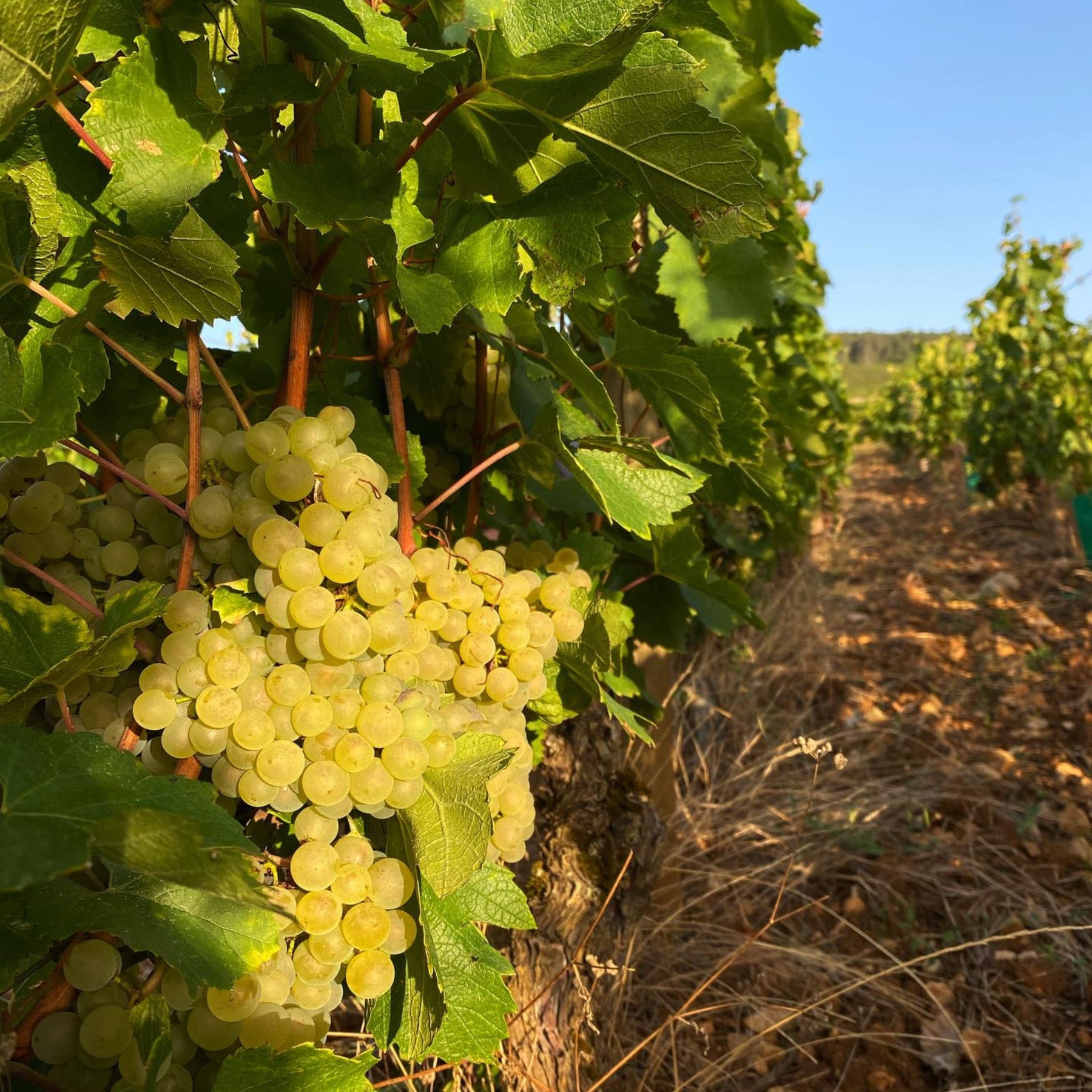 Benjamin Leroux Chassagne-Montrachet 1er Cru Les Baudines 2022 - Kent Street Cellars