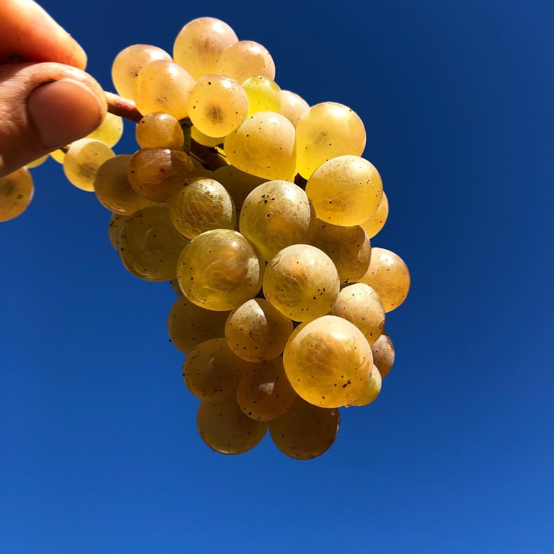 Benjamin Leroux Meursault 1er Cru Les Genevrières 2022 - Kent Street Cellars