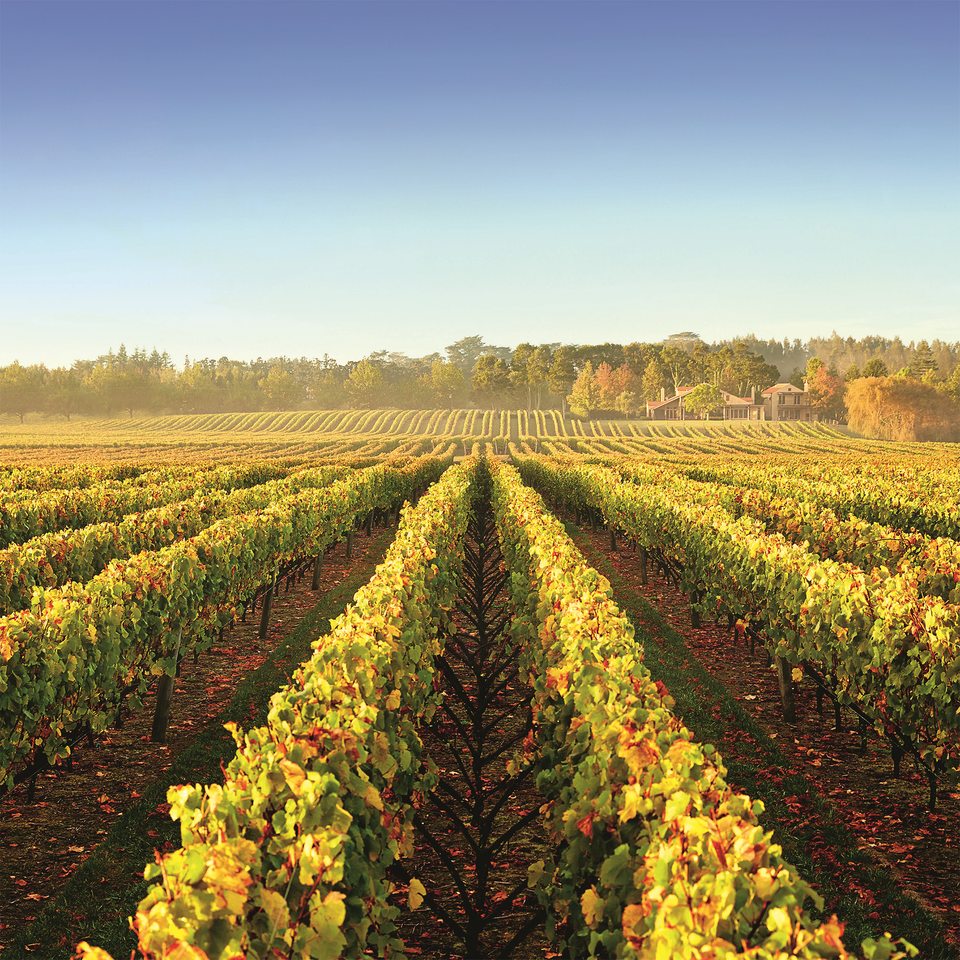 Vineyard brand story