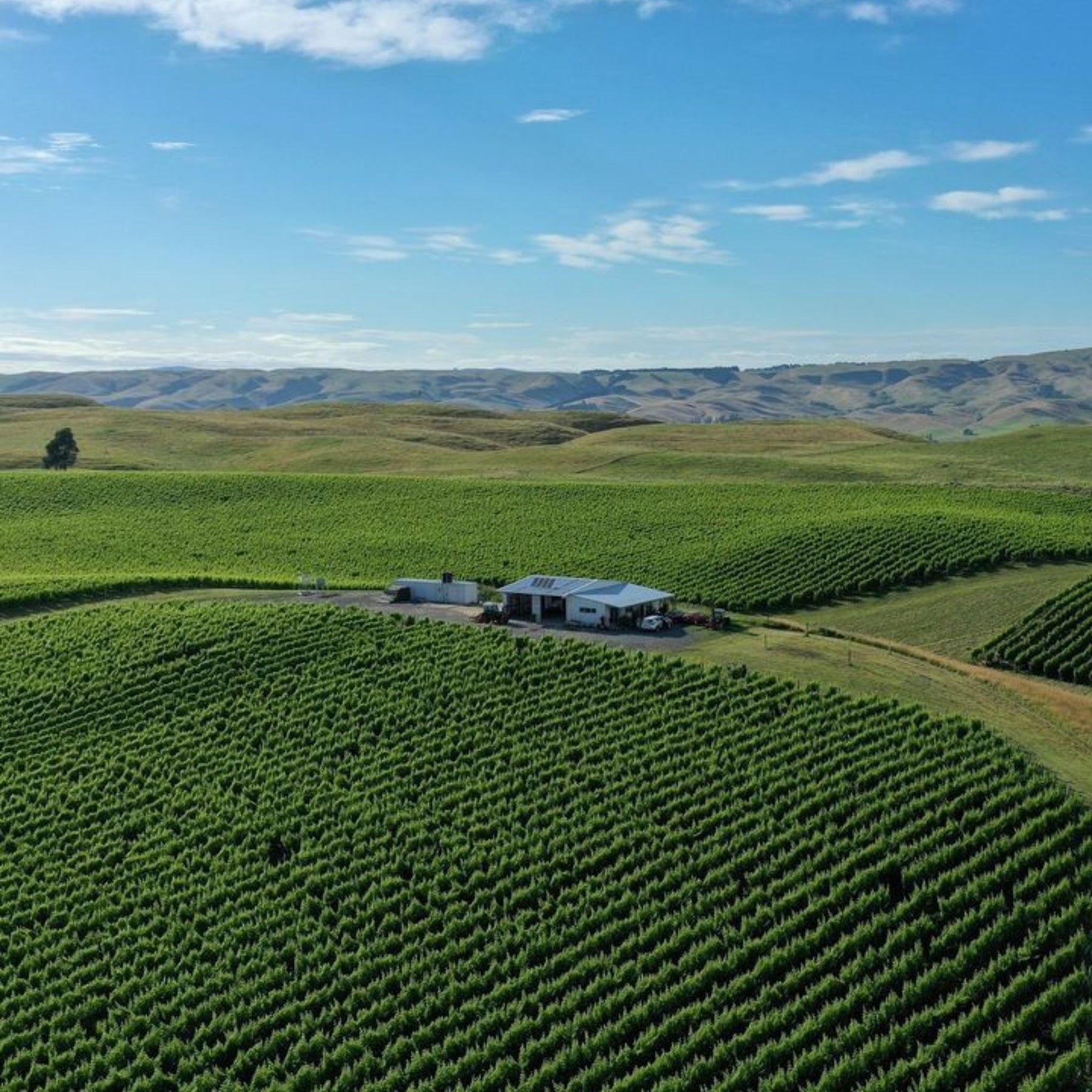 Kumeu Vineyard - Kent Street Cellars