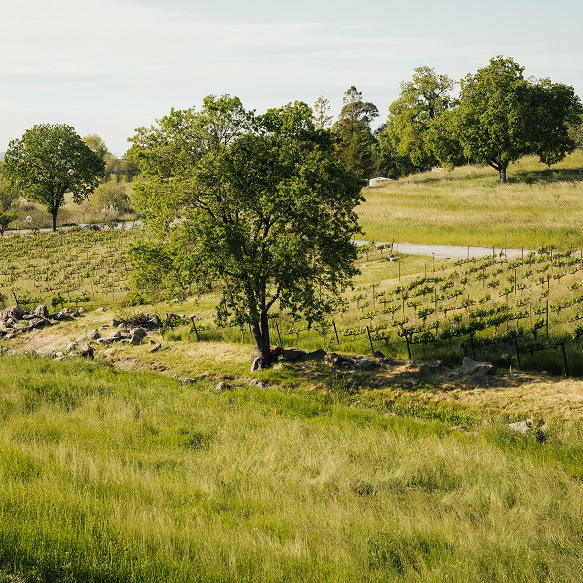 Philosophy | La Crema