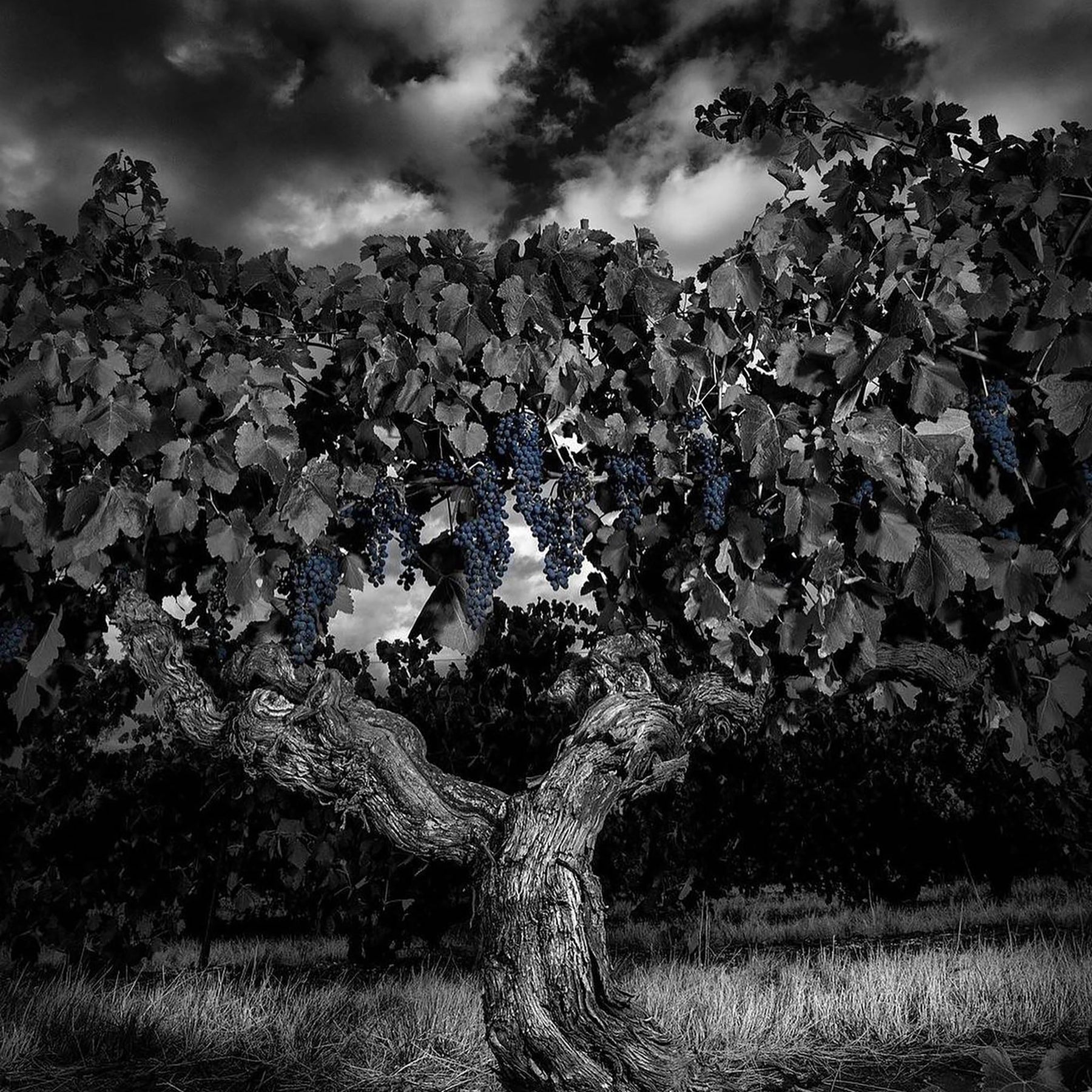 Langmeil Lineage Shiraz 2018
