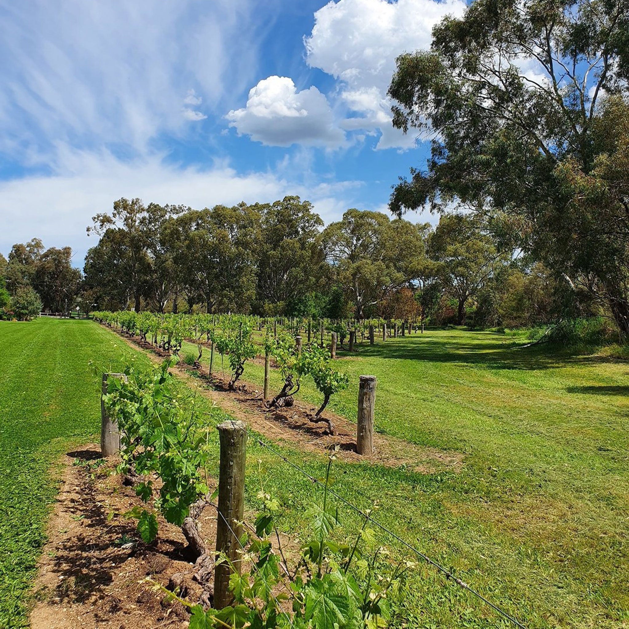 Langmeil Live Wire Barossa Valley Riesling 2025