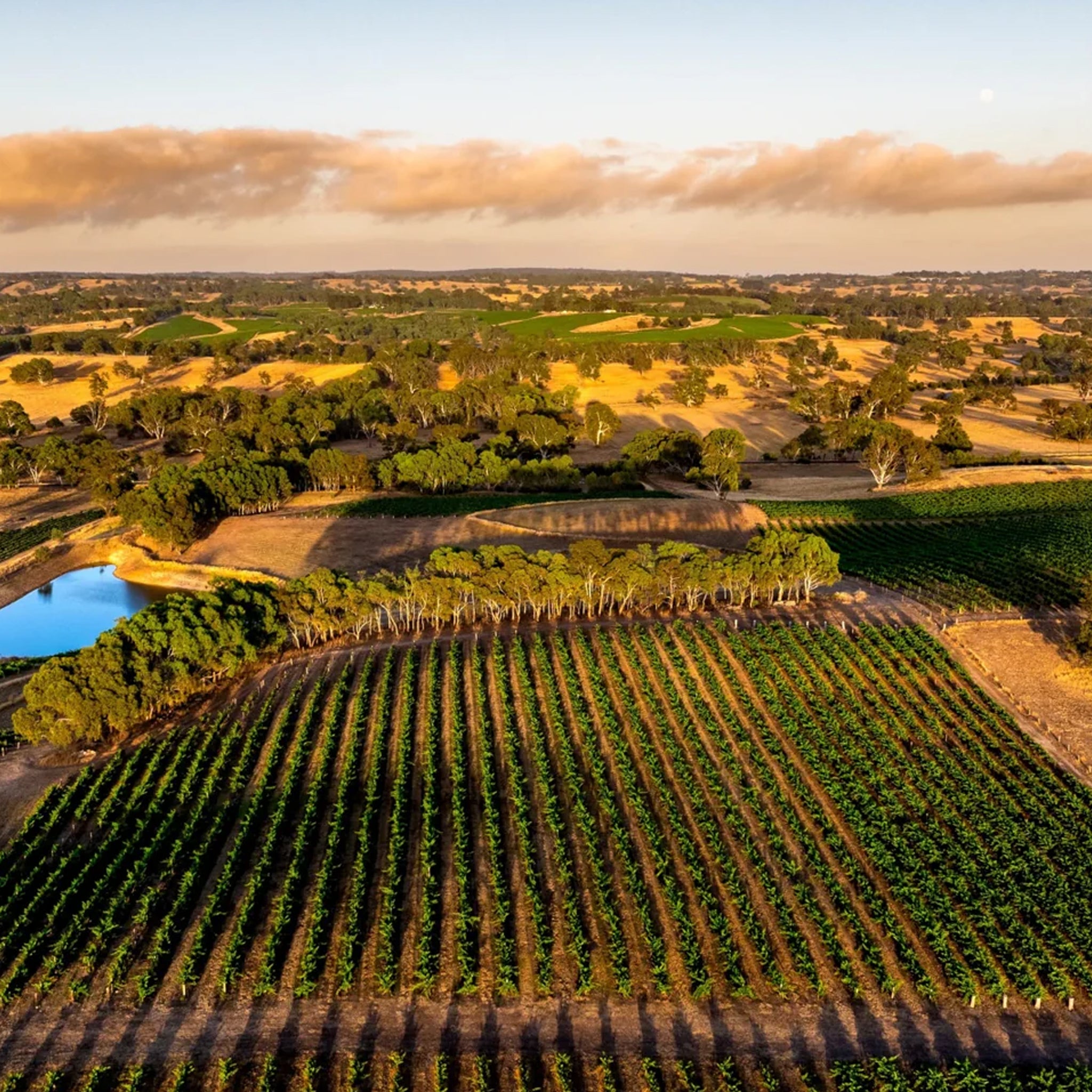 Langmeil The Freedom 1843 Shiraz 2022