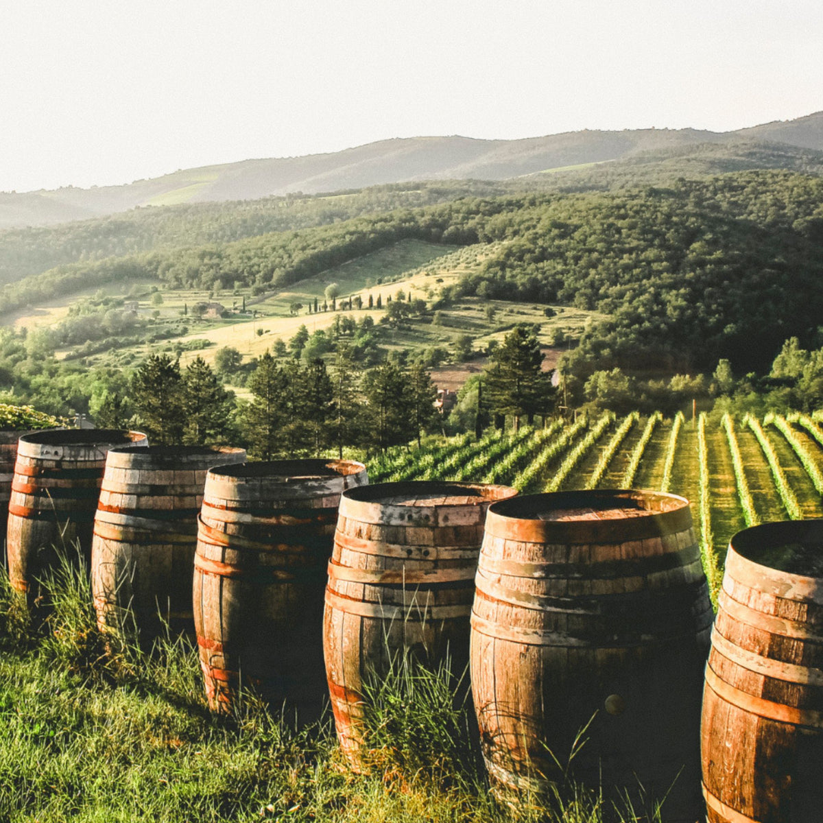 Langmeil Vineyard, Barrels - Kent Street Cellars