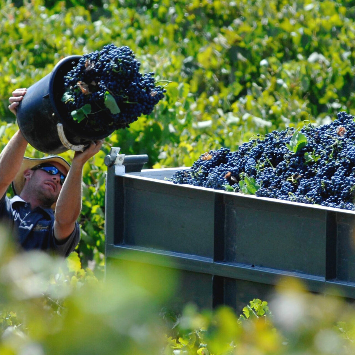 Langmeil Jackaman's Cabernet Sauvignon 2021