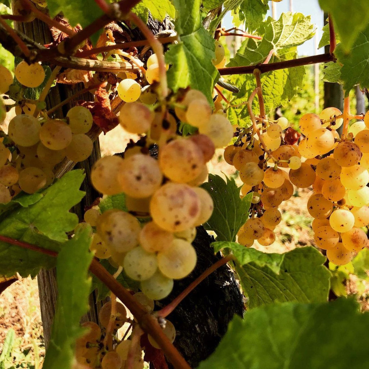 Joh Jos Prüm Wehlener Sonnenuhr Riesling Auslese Goldkapsel 2018 - Kent Street Cellars