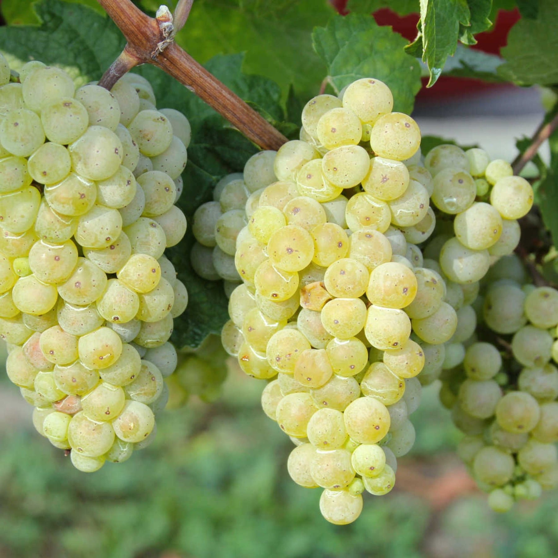 Sylvain Cathiard Bourgogne Aligote 2023