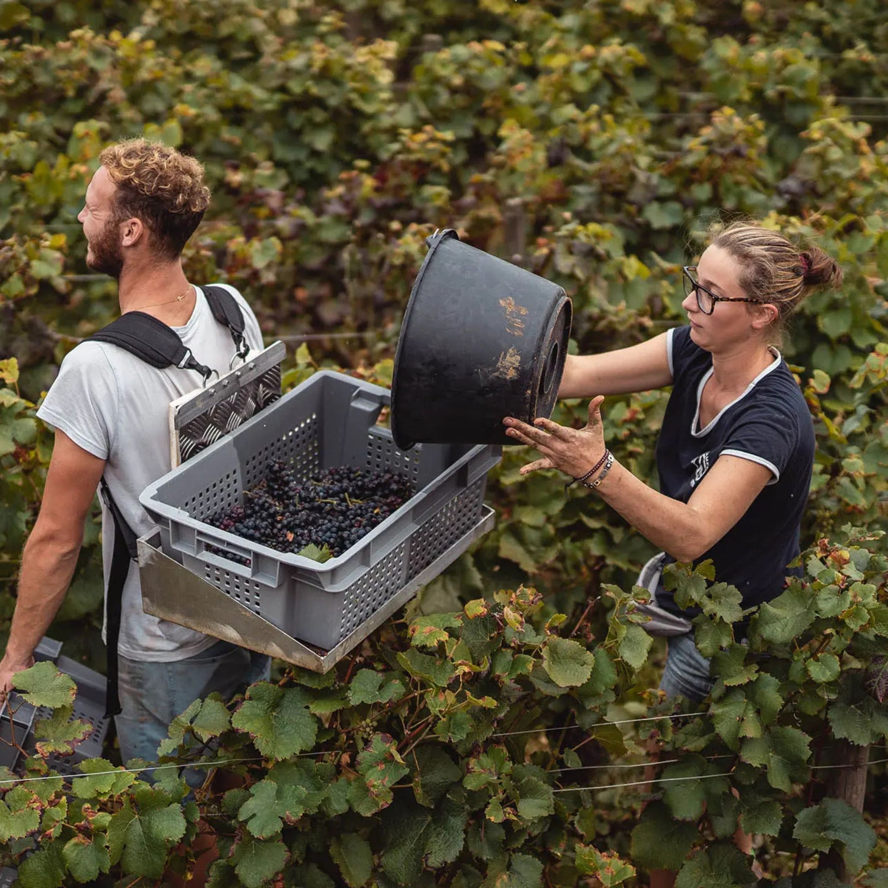 Sylvain Cathiard Hautes Cotes de Nuits Rouge 2022
