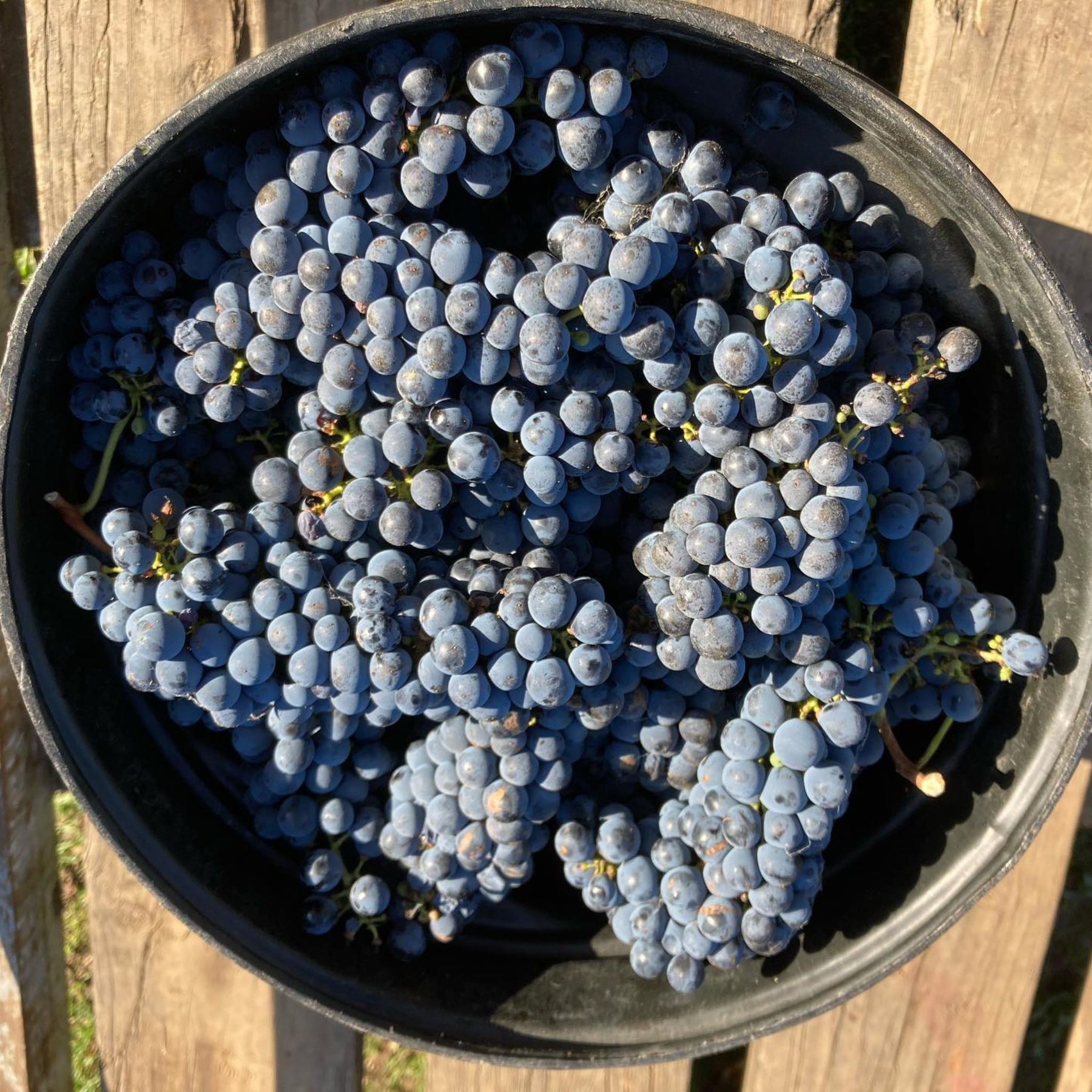 Yeringberg Shiraz 2022