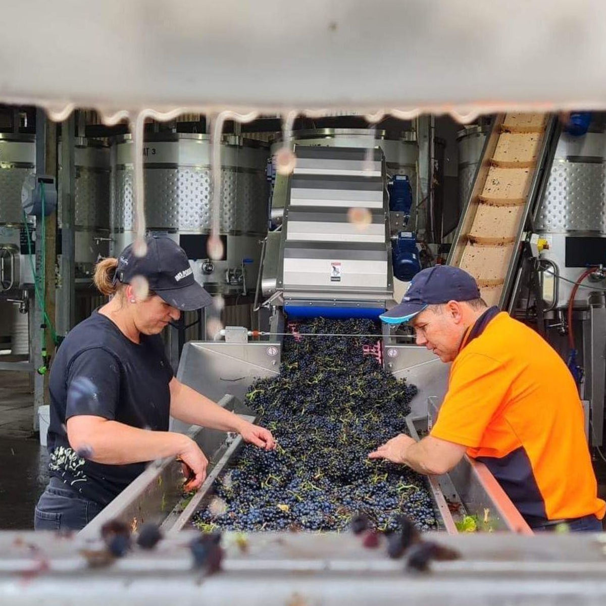 Grape sorting by hand, the Bass Phillip team getting a good workout as the wines ferment. - Kent Street Cellars