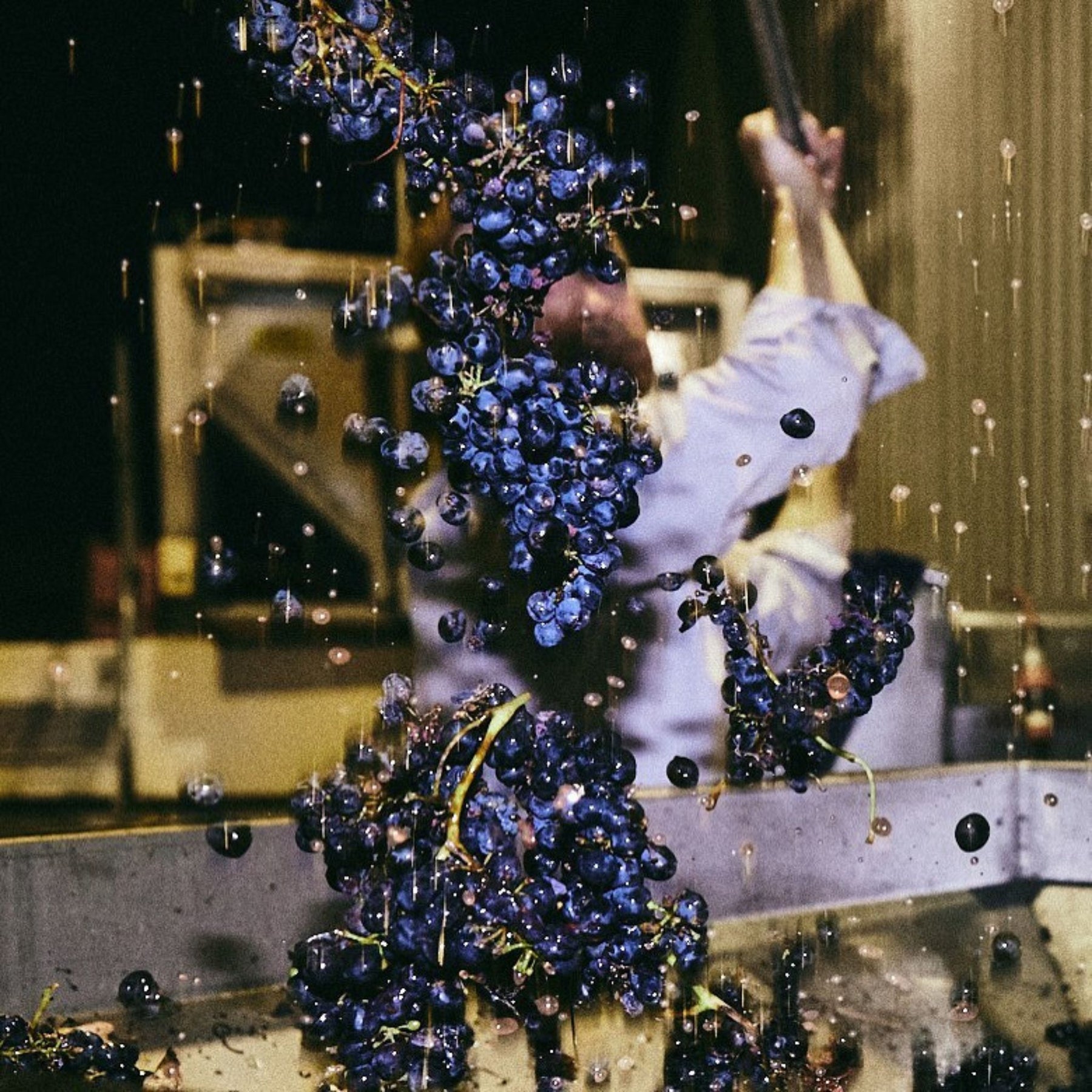 Ken Gargett praises this wine, stating, "This is one of Australia’s greatest wines, year after year, and one of only a handful that can be reliably called world-class, without hesitation. It is also one of the world’s very best Shiraz Viognier blends, happily sitting beside the best from Côte-Rôtie." - Kent Street Cellars