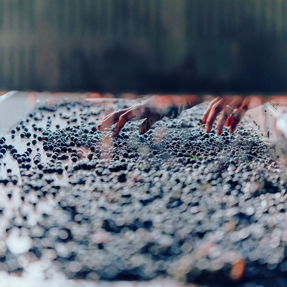Hand-picked and whole bunch pressed, only the fresh free-run juice was used. The clear juice was then racked to a stainless-steel tank for a long, cool fermentation before being matured on ferment lees. - Kent Street Cellars