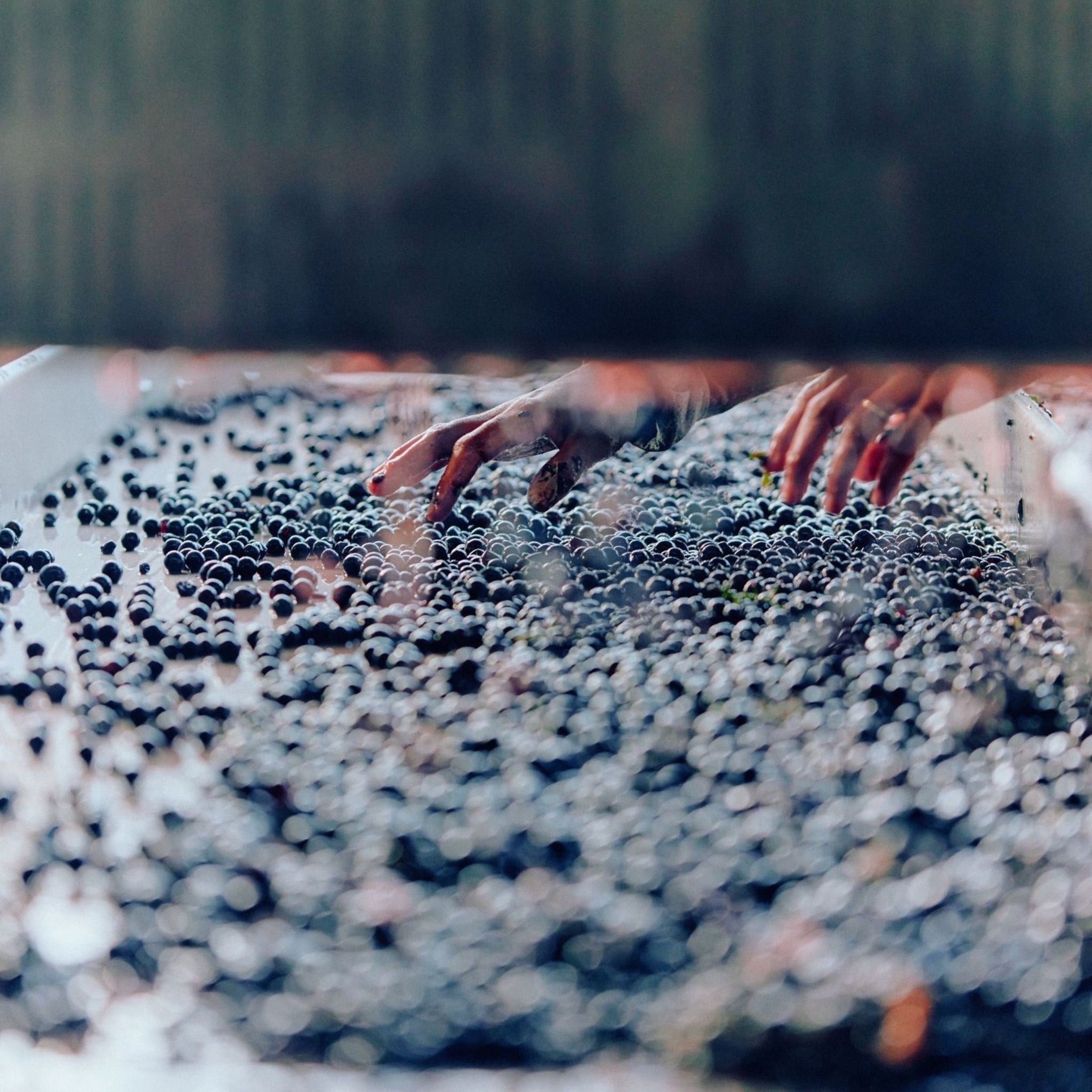 Giant Steps Yarra Valley Rose 2023 Kent Street Cellars