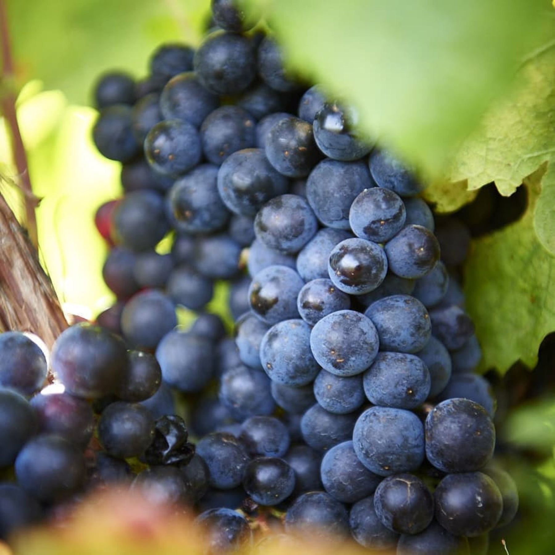 Plush red fruit of tremendous intensity. A firm core of tannin and oak holds it firm as the succulent fruit washes through. Such energy and vibrancy. - Ray Jordan, 95 Points. - Kent Street Cellars