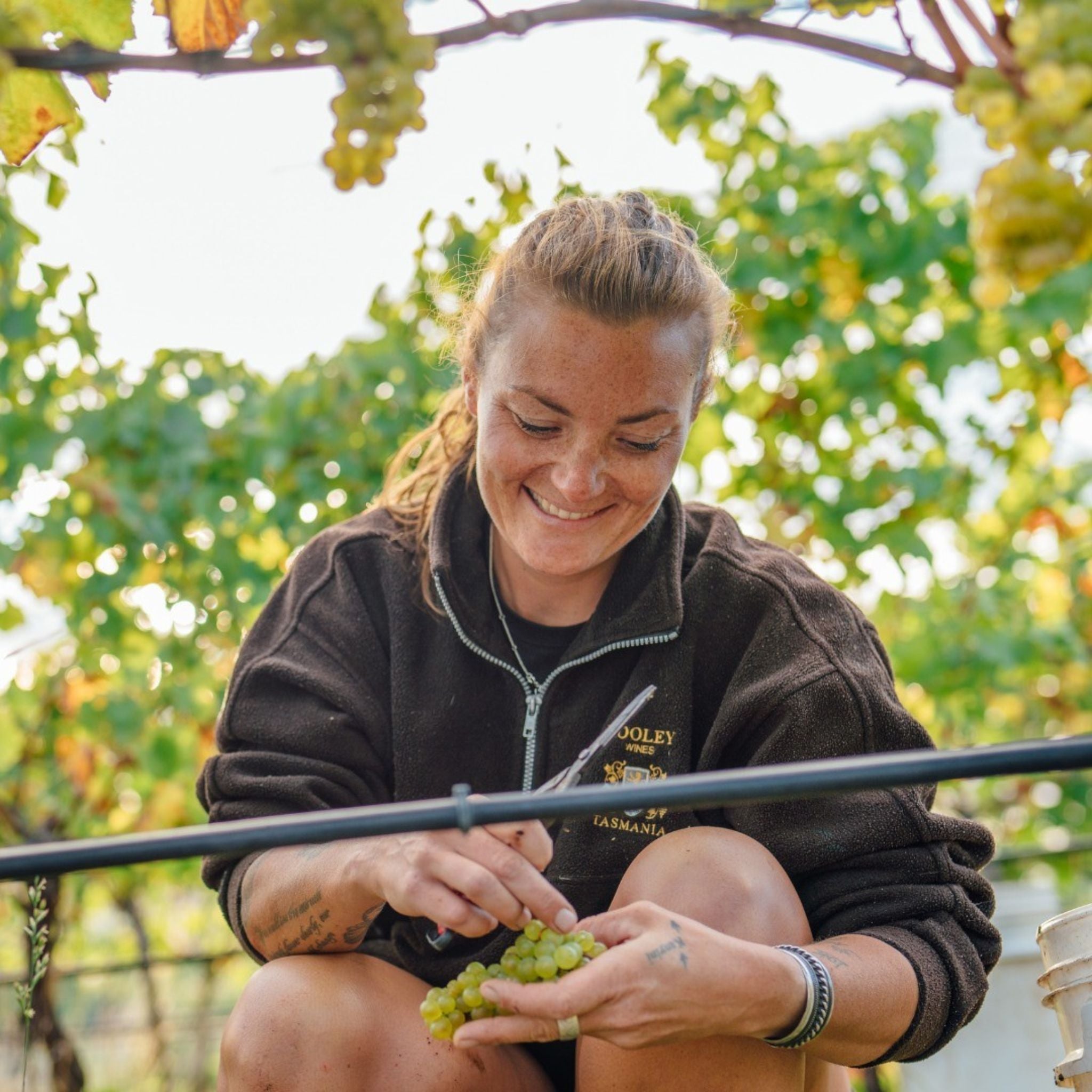 Pooley Chardonnay 2024