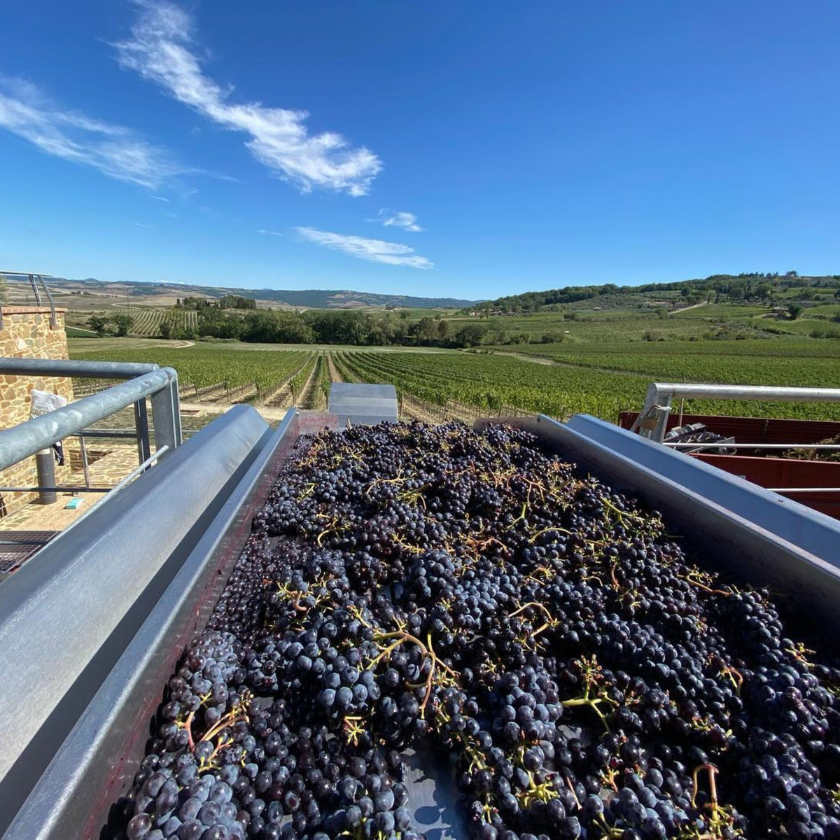 This energetic, fruity, and versatile expression of Sangiovese showcases the estate's sole variety. The wine is long and deep, with ripeness reflecting the warmer year, but balanced beautifully by Canalicchio's signature freshness. - Kent Street Cellars