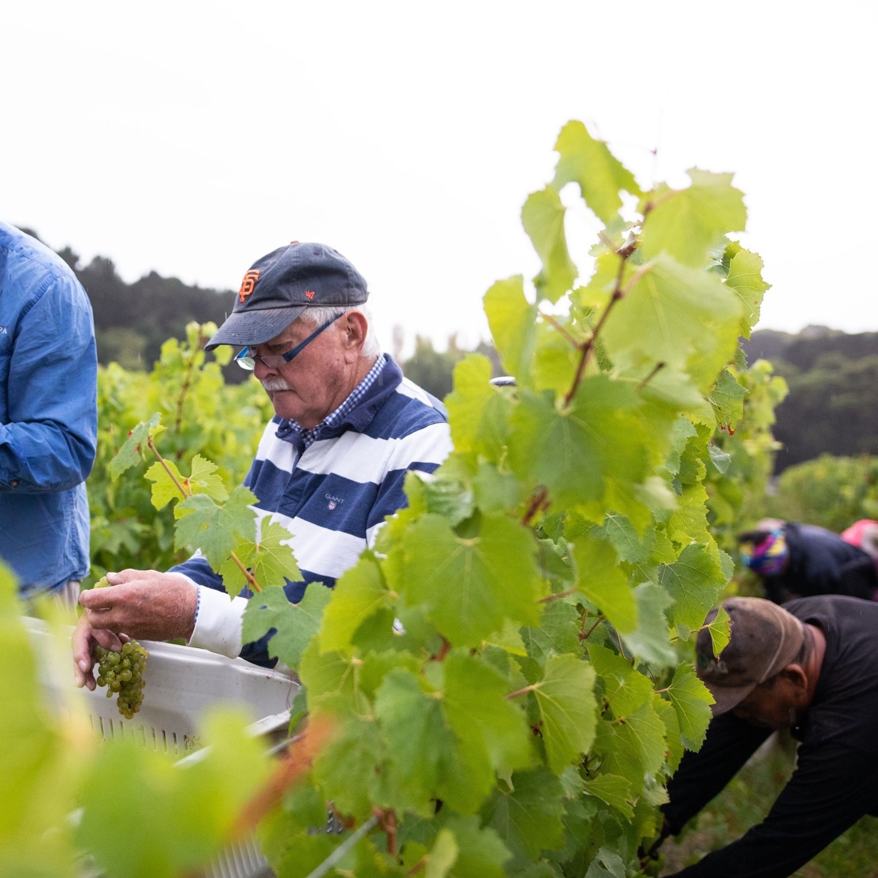 Tapanappa Tiers Vineyard Chardonnay 2020
