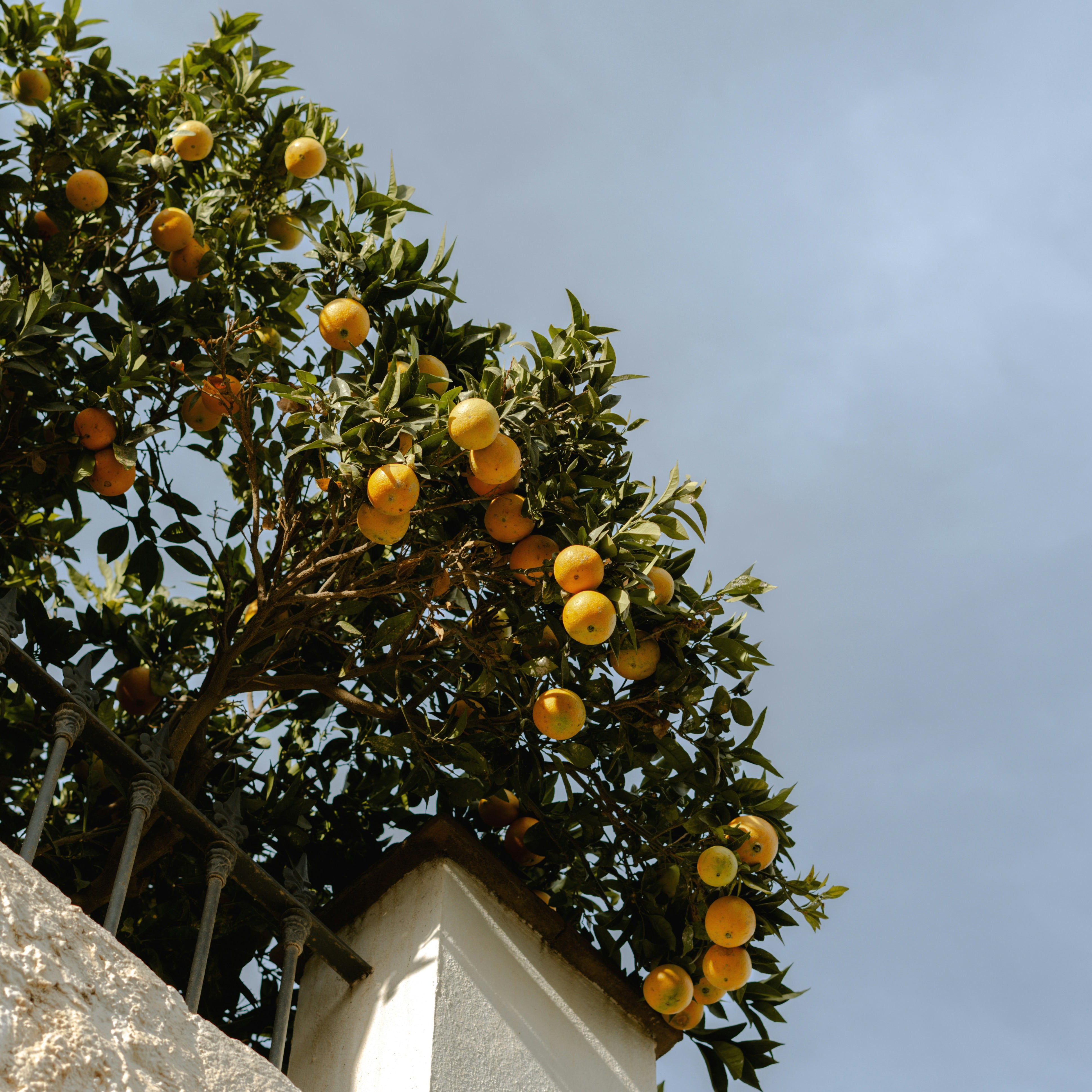 Il Convento Limoncello 700ml