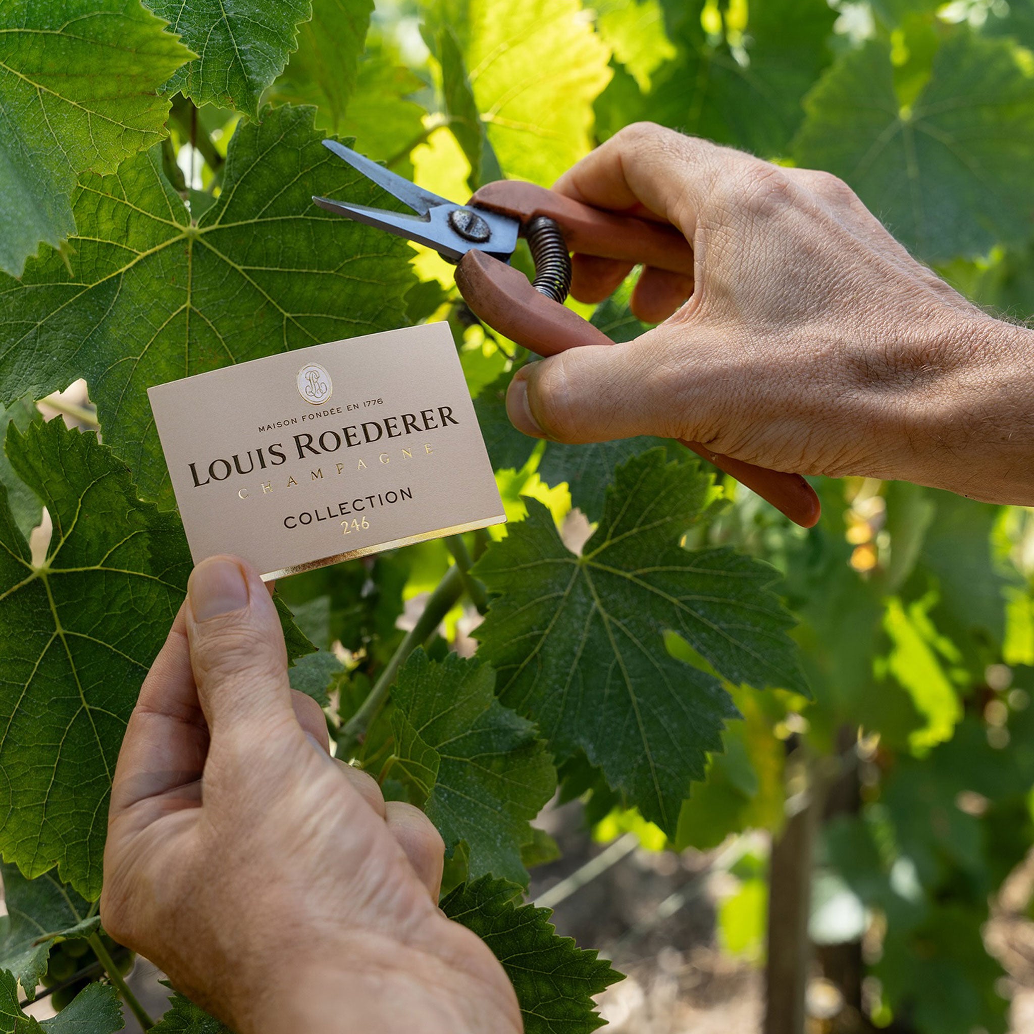 Louis Roederer Collection 246 NV (6 Bottles)