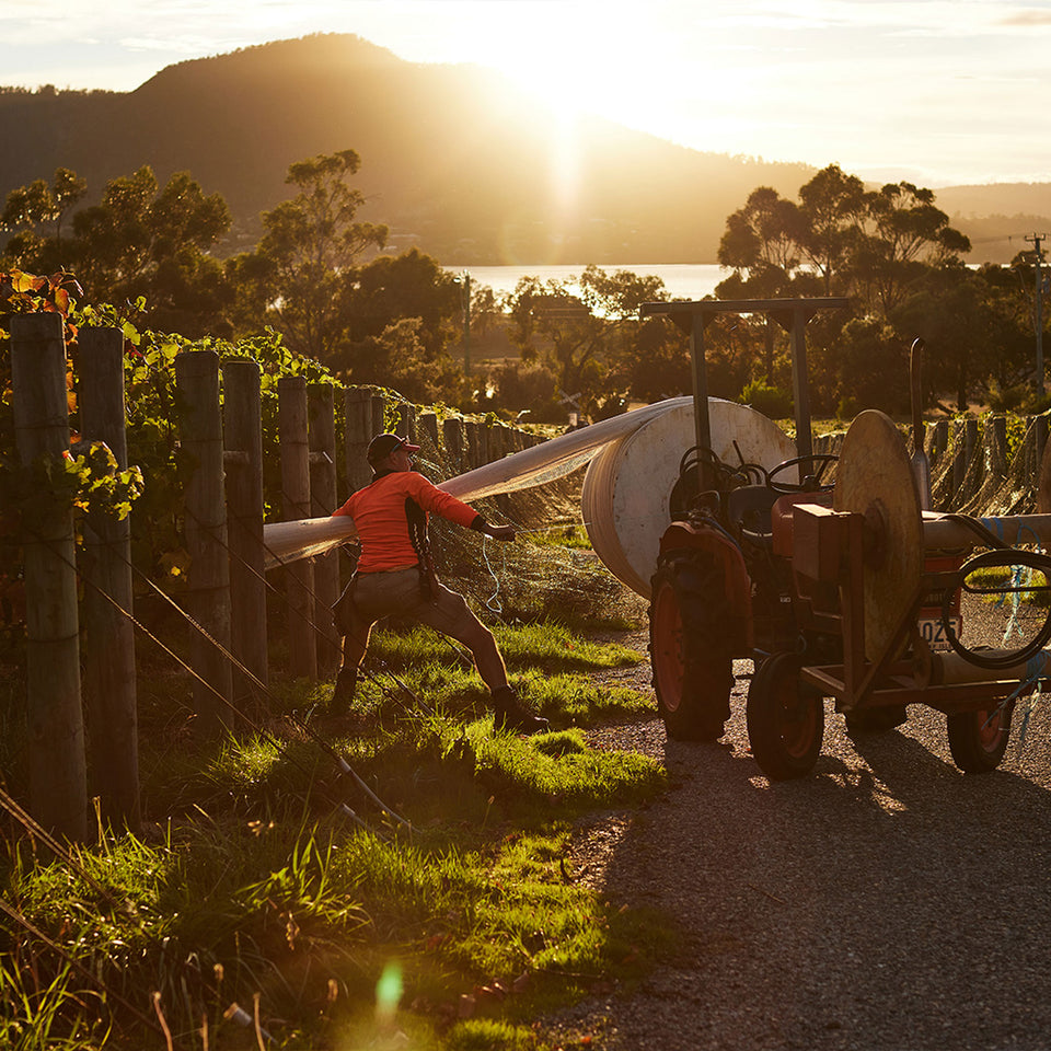 The Vineyard brand story