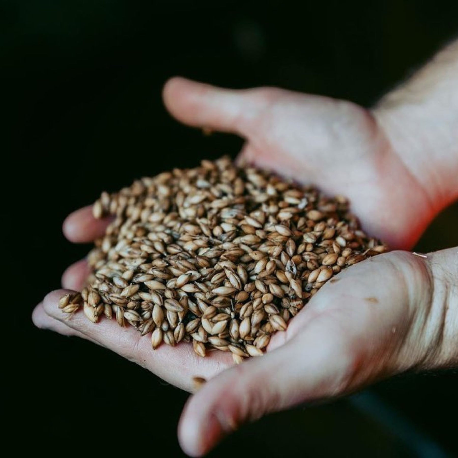Springbank and Glengyle both play pivotal roles in the production of Kilkerran. From the traditional floor maltings conducted at Kilkerran's sister distillery, Springbank, to the distillation and bottling of every edition at Glengyle. - Kent Street Cellars